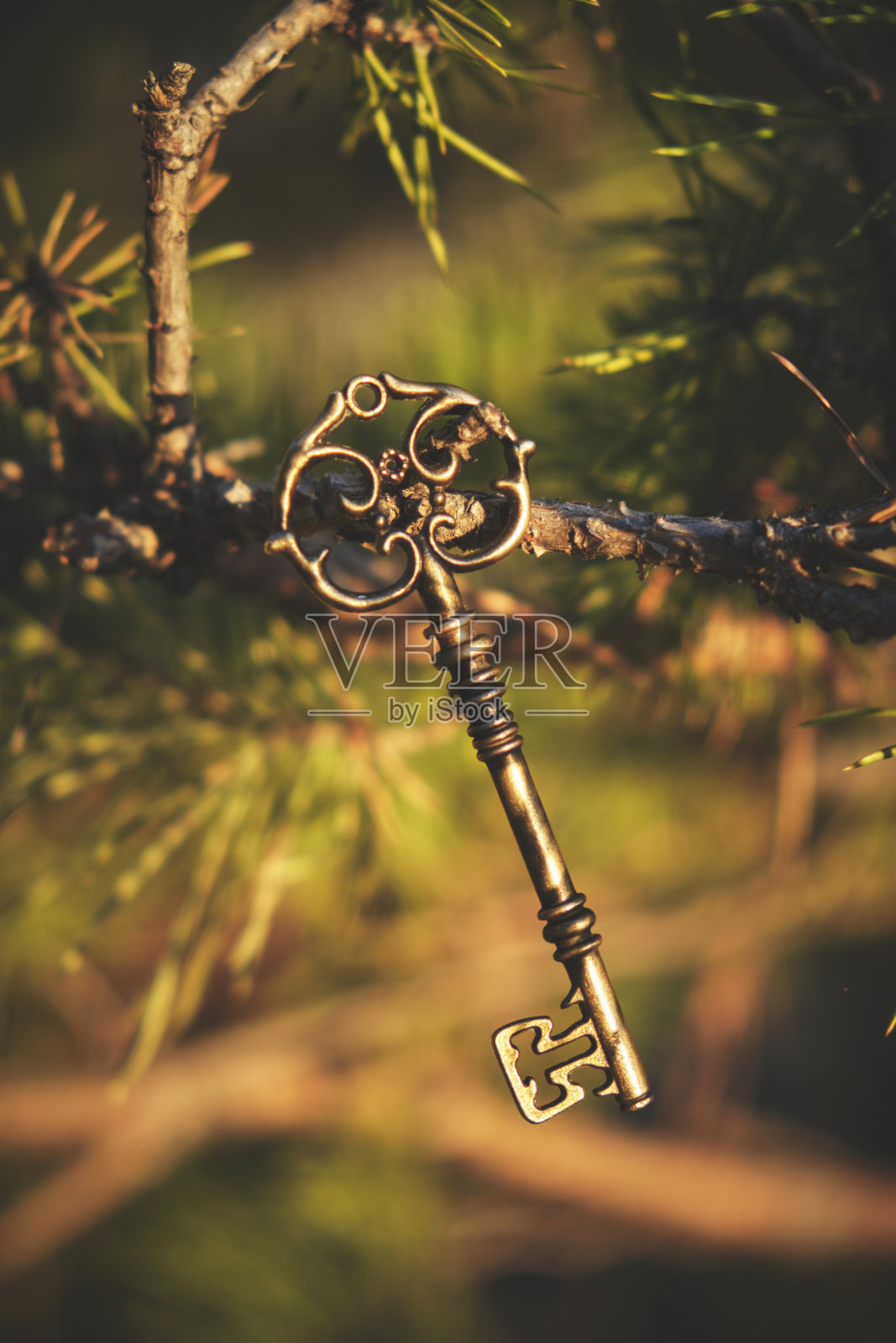 森林中的松枝上悬挂着一把古老的钥匙。照片摄影图片