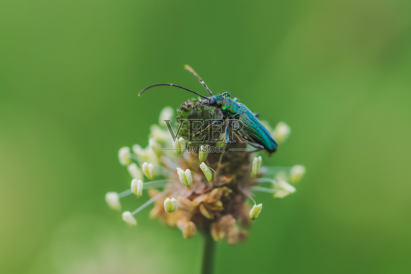 蓝色昆虫在晨光中靠近照片摄影图片