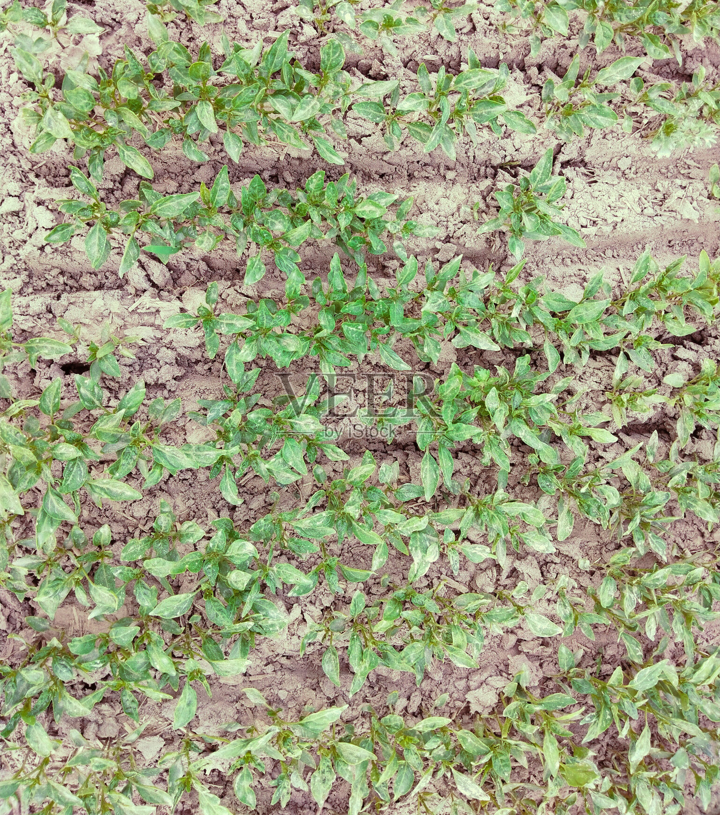 辣椒苗凉凉的小树苗，青椒苗在农田里带叶子的辣椒图片照片照片摄影图片