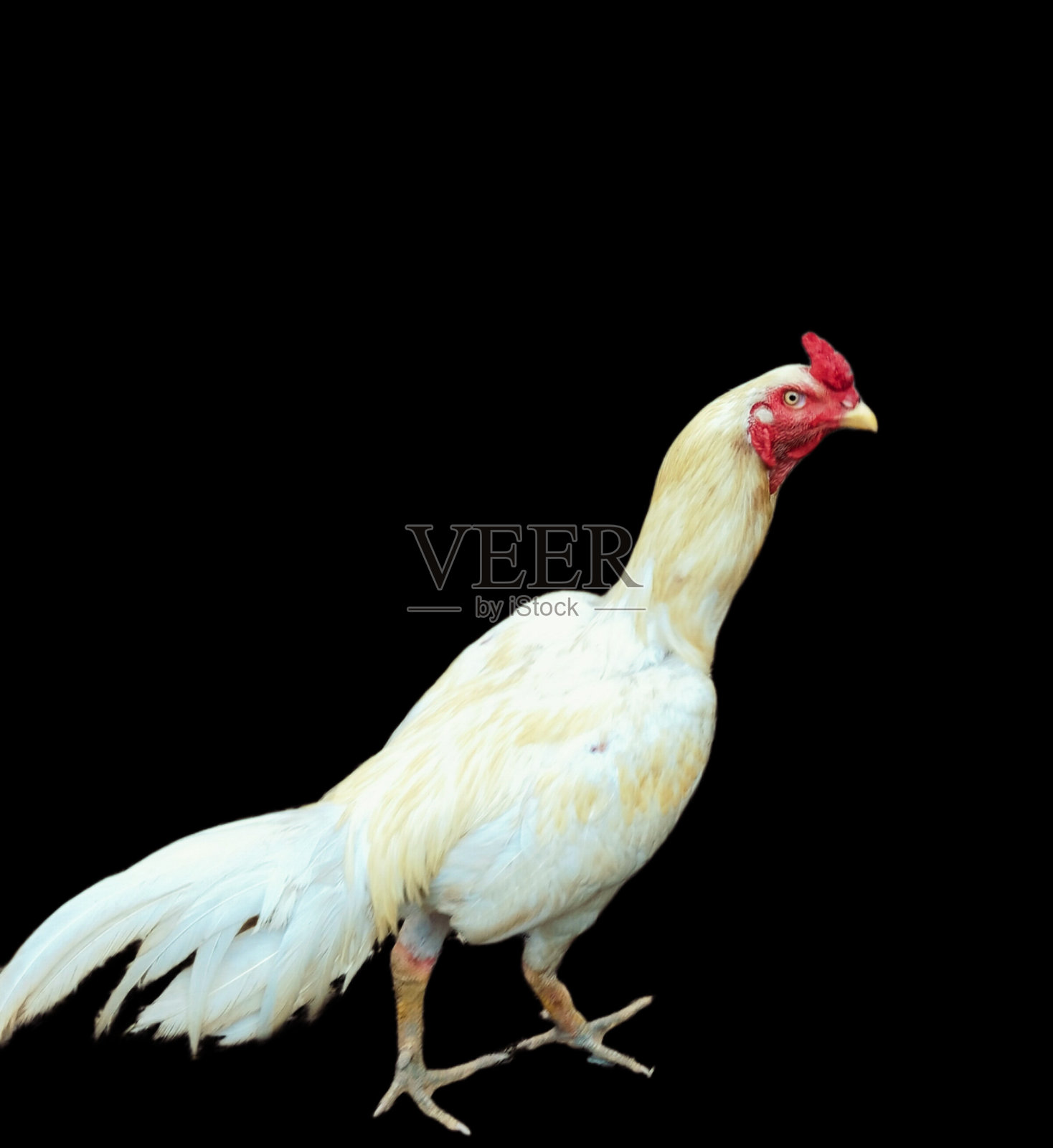 印度公鸡是印度、巴基斯坦、南亚地区用于斗鸡和繁殖的一种雄性纯种家禽照片摄影图片