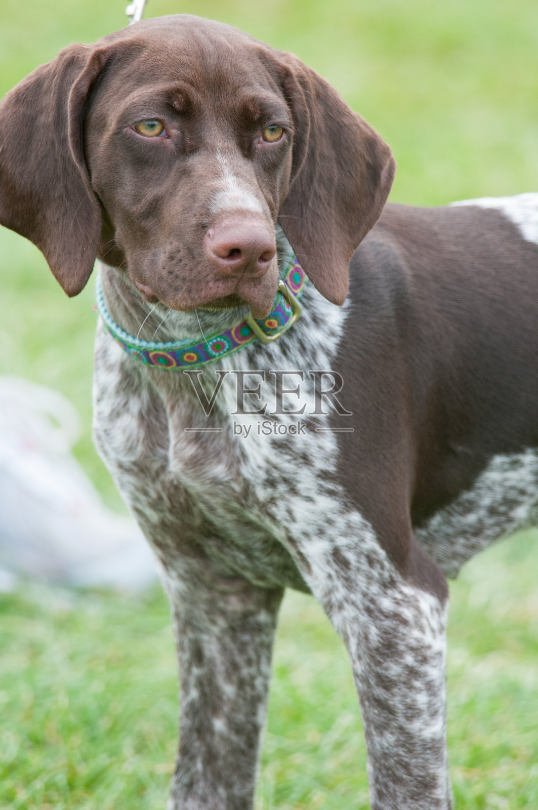 德国短毛指示器垂直肖像照片摄影图片