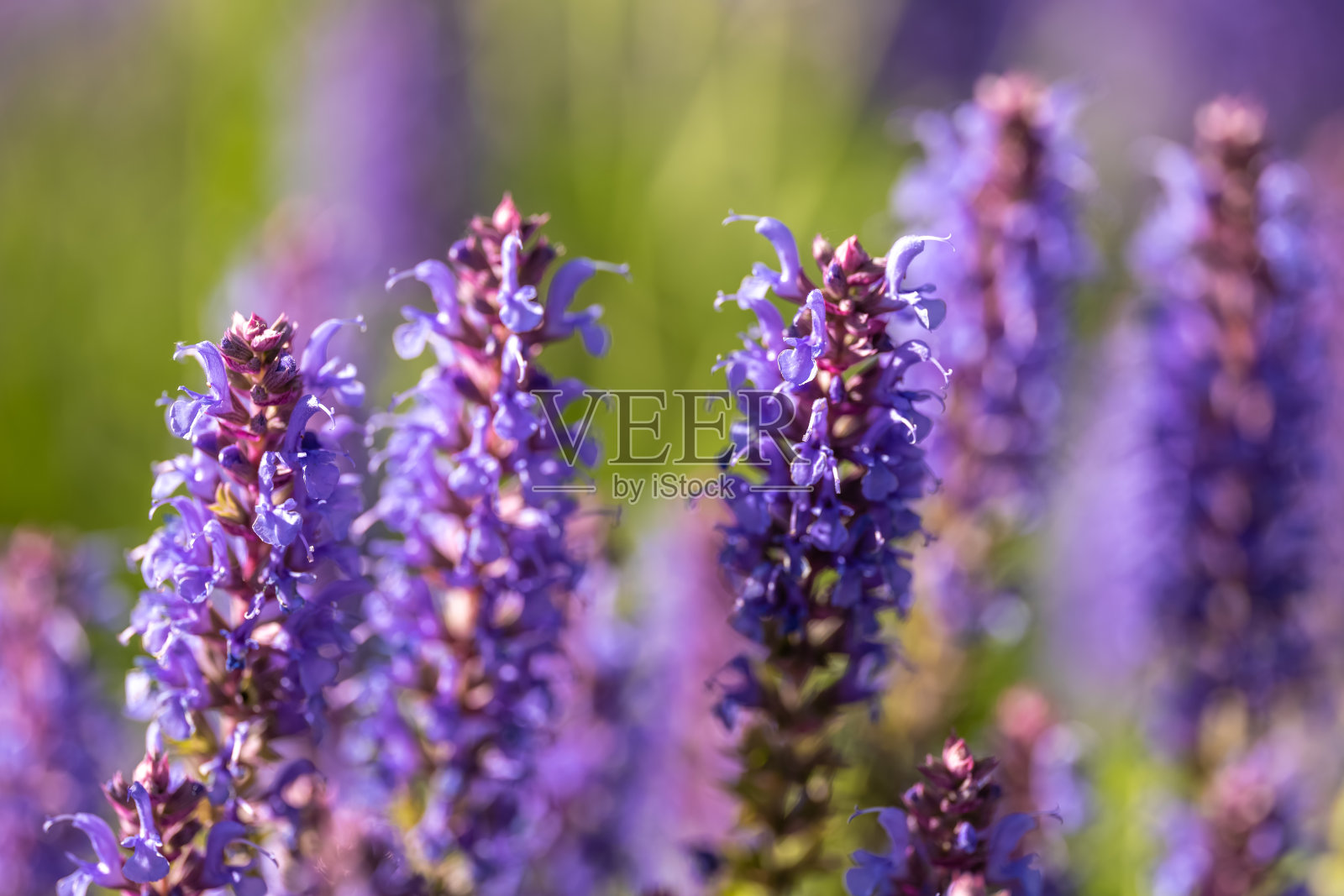 紫色的鼠尾草在春天盛开照片摄影图片