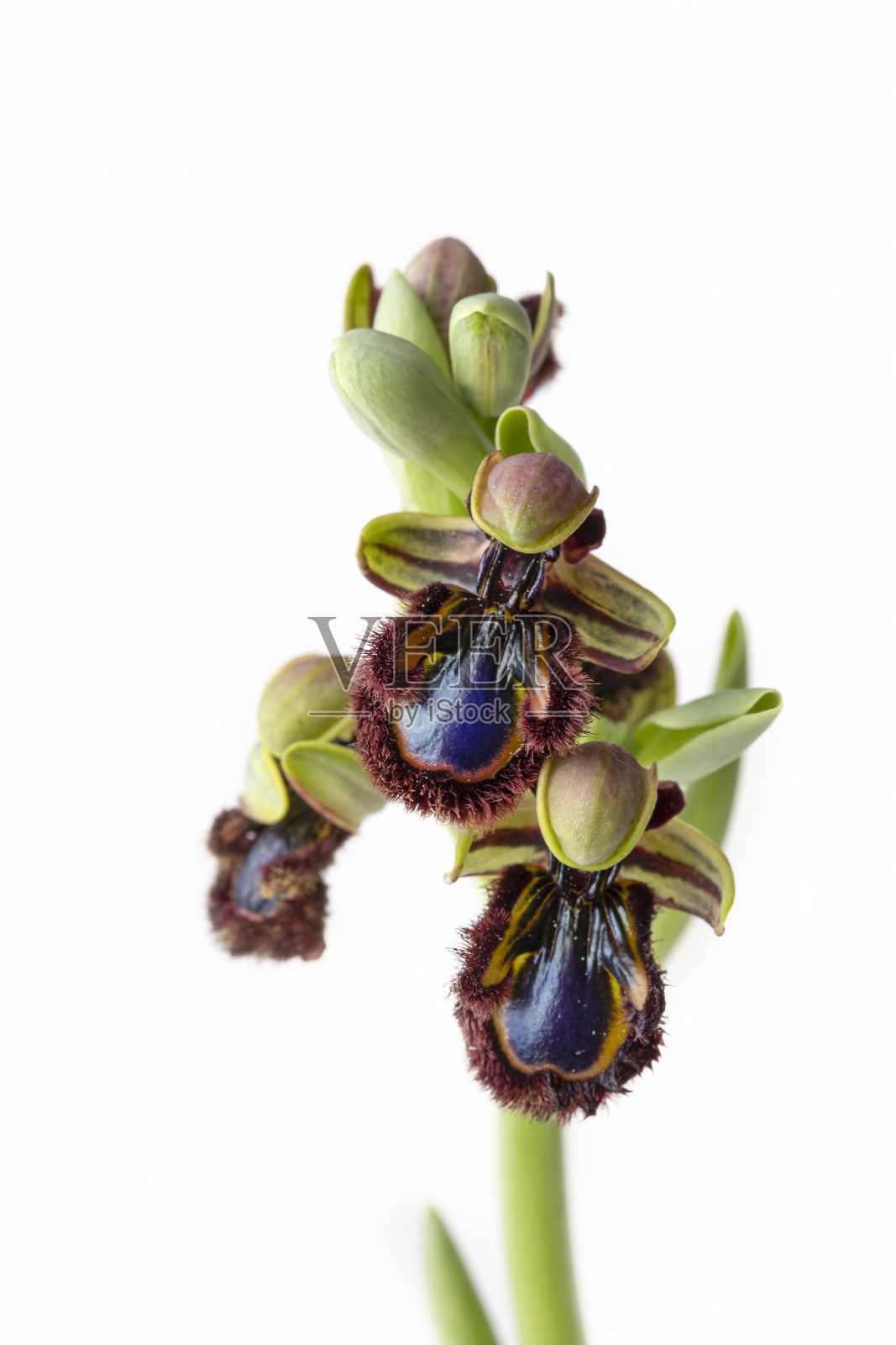 野兰，学名;Ophrys窥器照片摄影图片