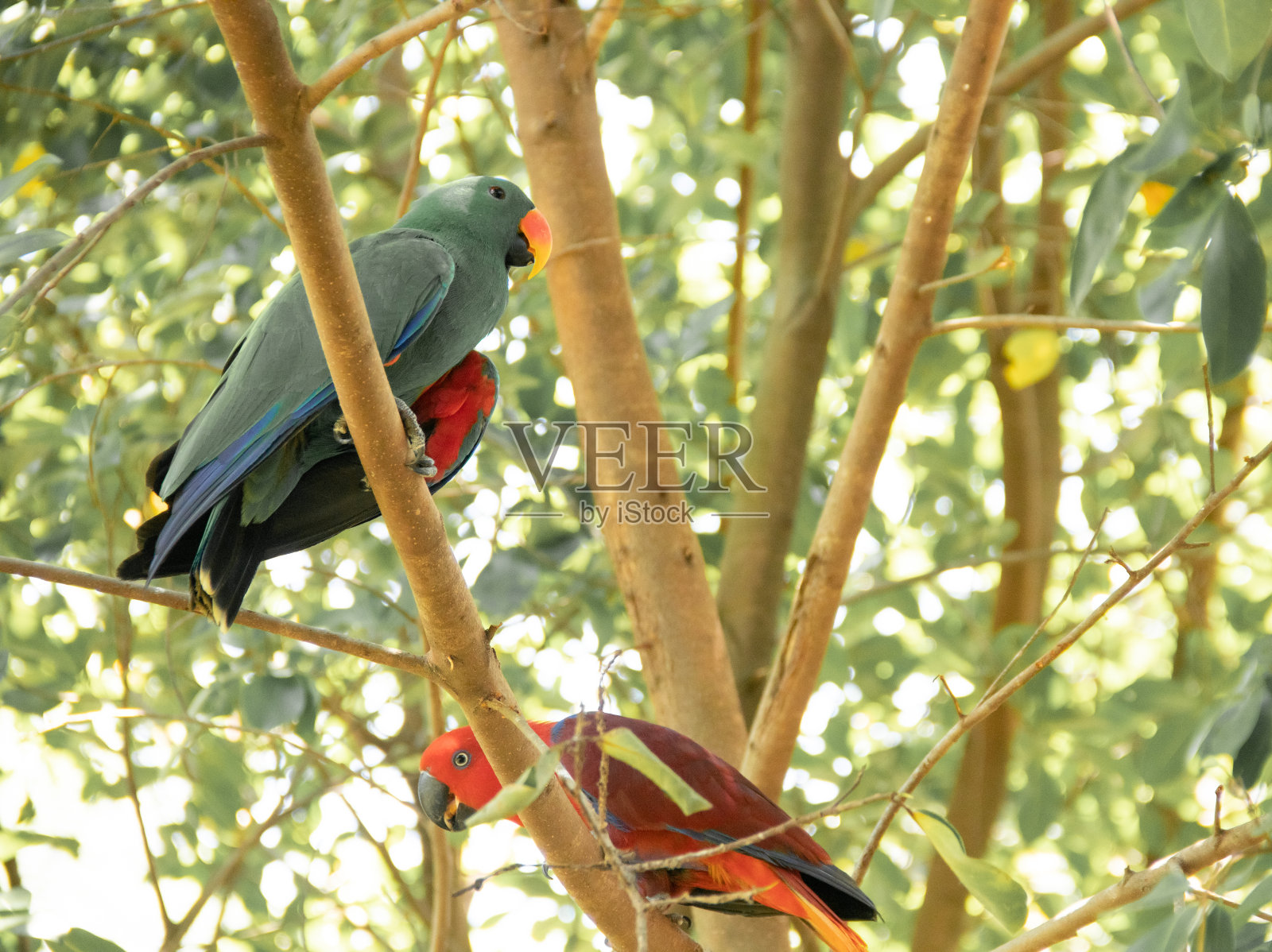 树枝上的鹦鹉照片摄影图片