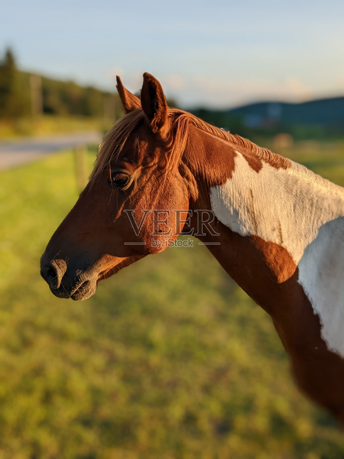 马的观点照片摄影图片