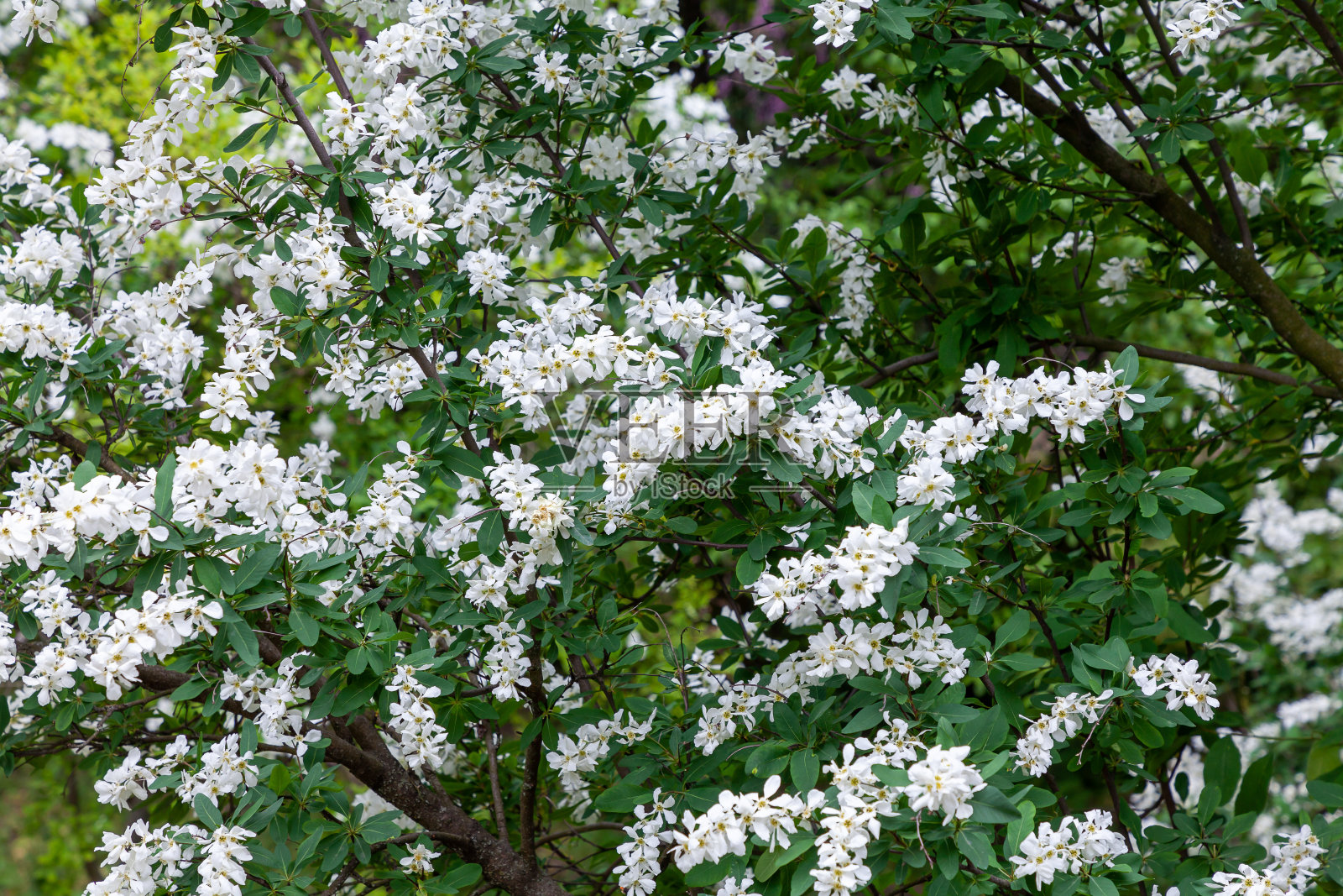 阳光明媚的日子里，珍珠灌木的开花树枝照片摄影图片
