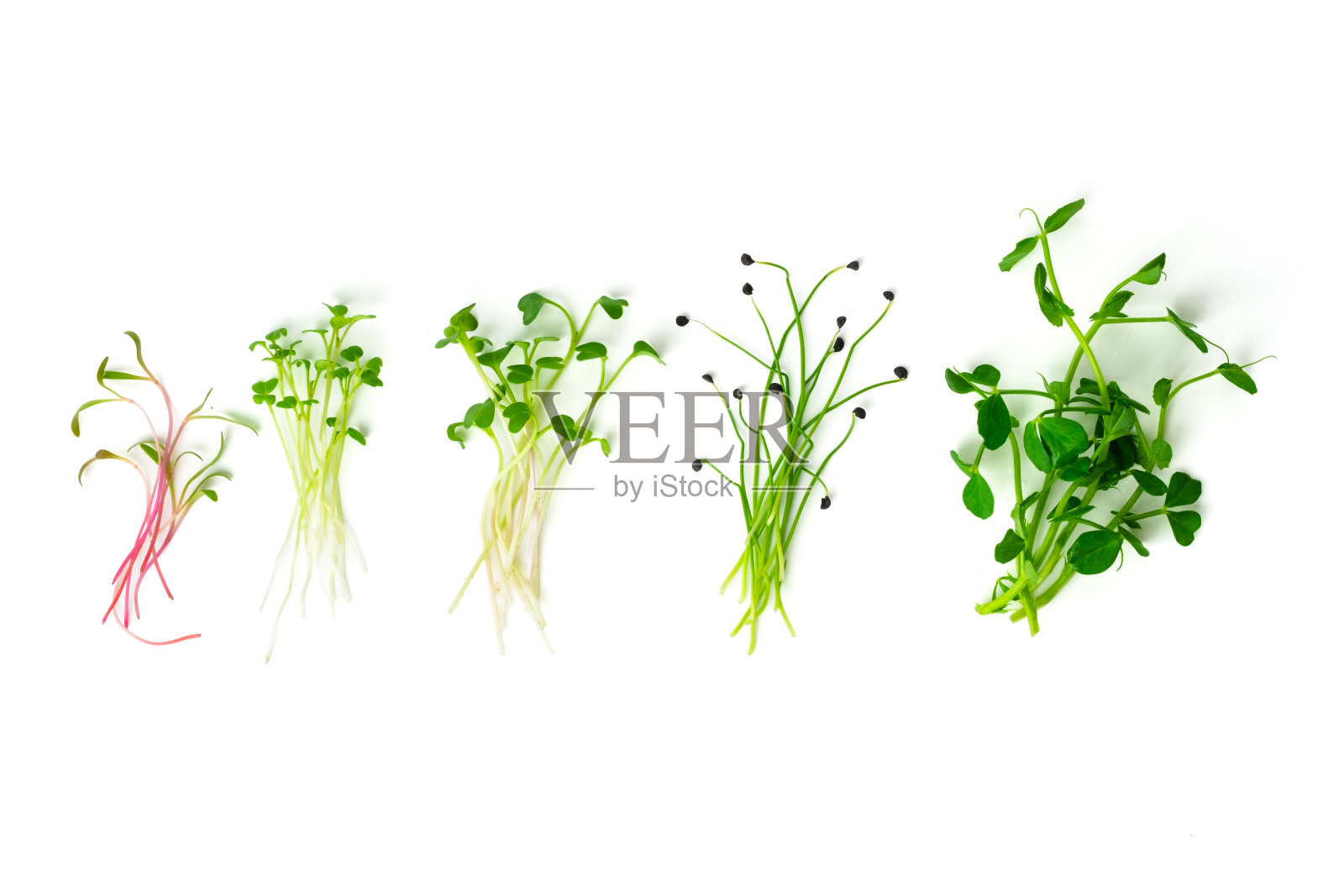 绿豌豆，甜菜，芥末，萝卜和韭菜洋葱微绿在白色的背景。微型绿芽的混合。健康食物概念照片摄影图片