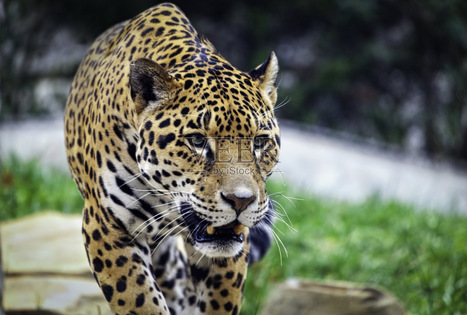 捷豹轴承齿照片摄影图片