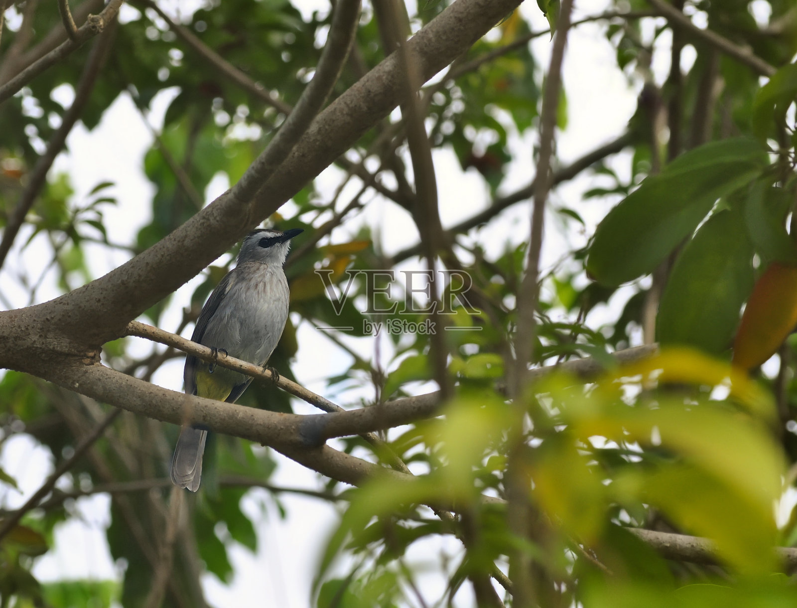 一只黄色通风口的球茎栖息在树上照片摄影图片