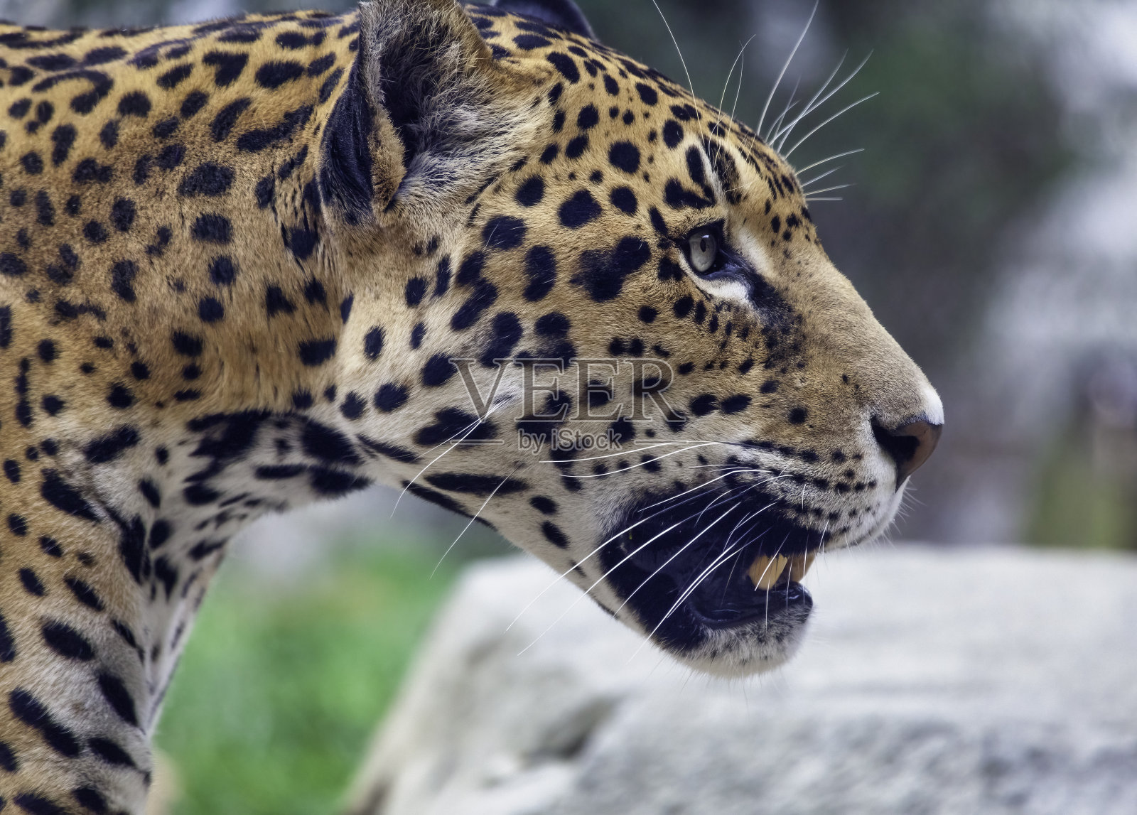 捷豹侧视图照片摄影图片