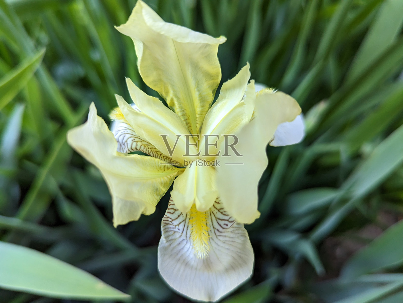 黄色的虹膜照片摄影图片