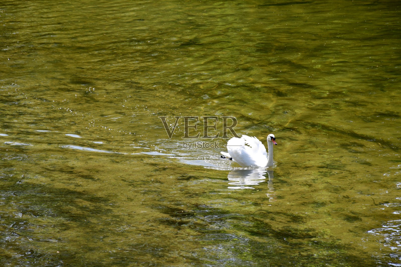 在一个阳光明媚的夏日，在波兰乡村徒步旅行时，一只小白天鹅游过一个巨大而浅的湖泊或河流照片摄影图片
