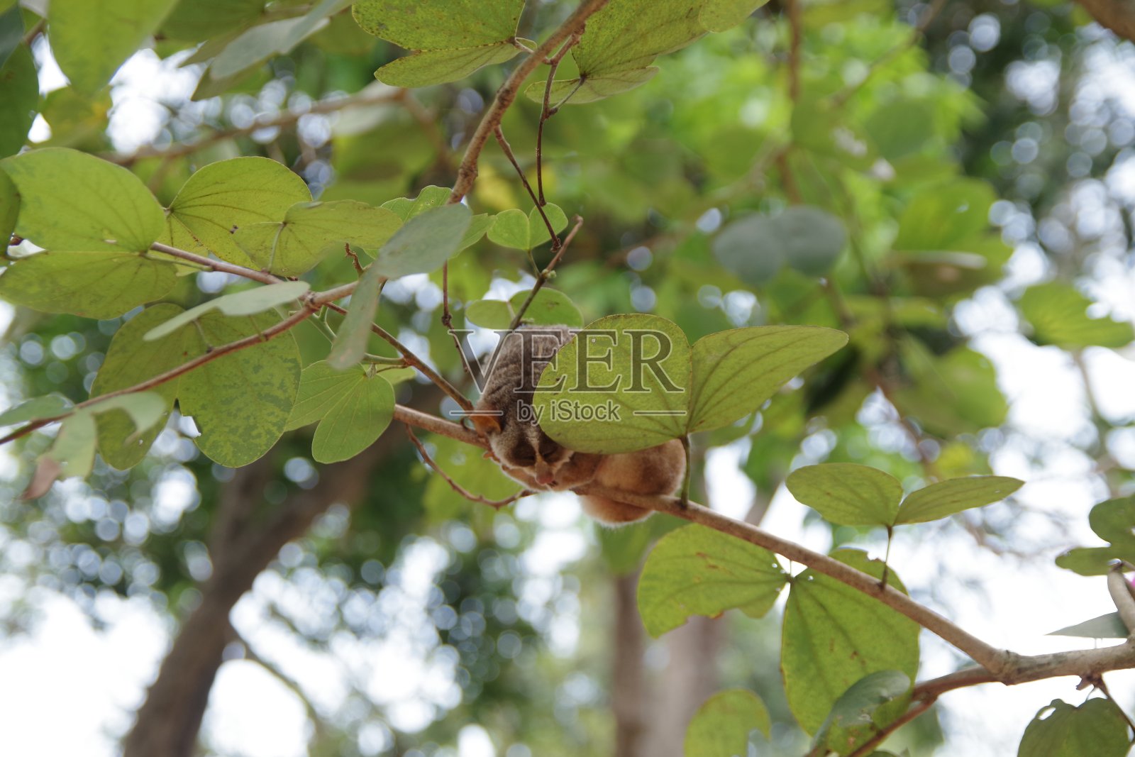 平纳瓦拉动物园里的小猴子照片摄影图片