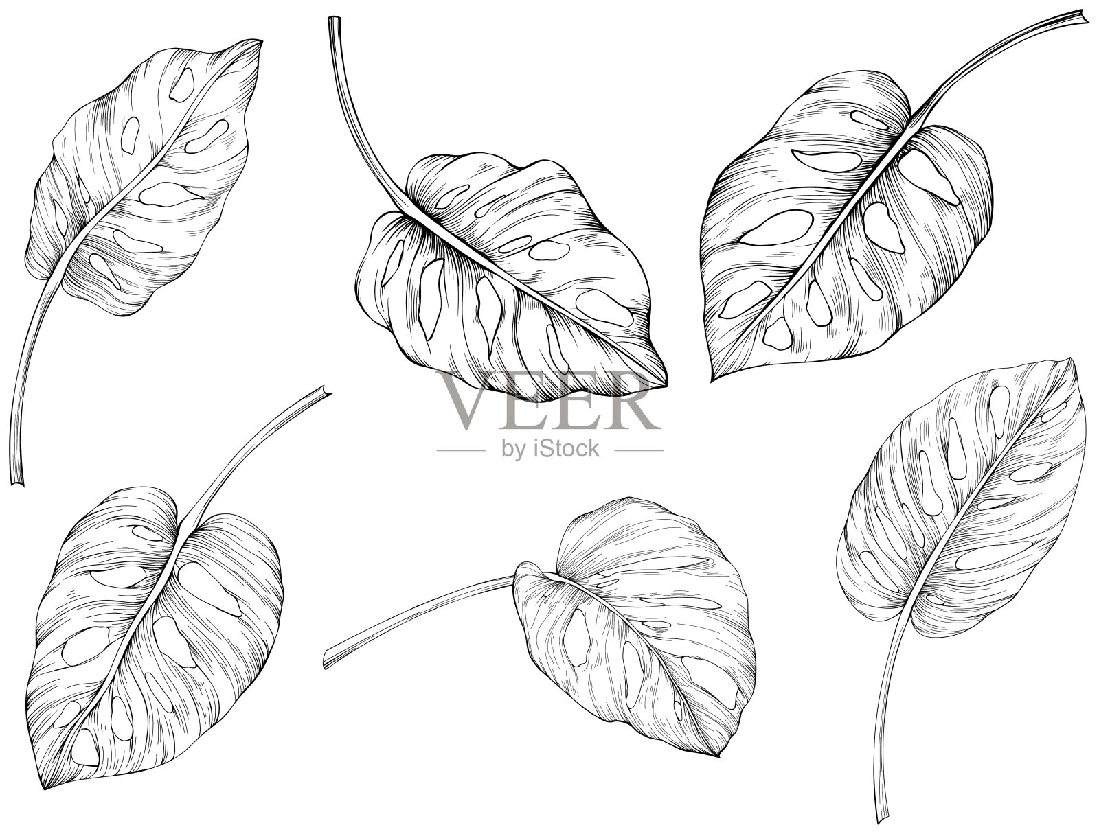 叶离生在白色上。怪物手绘插图。插画图片素材