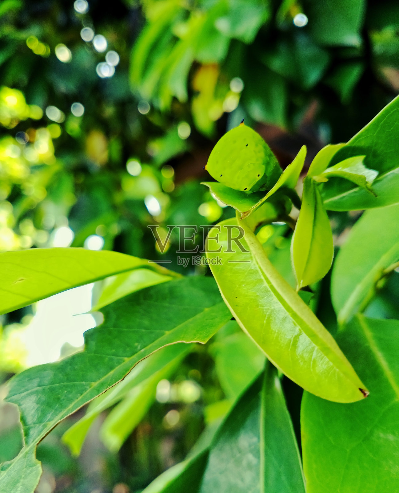 叶子上的毛毛虫照片摄影图片