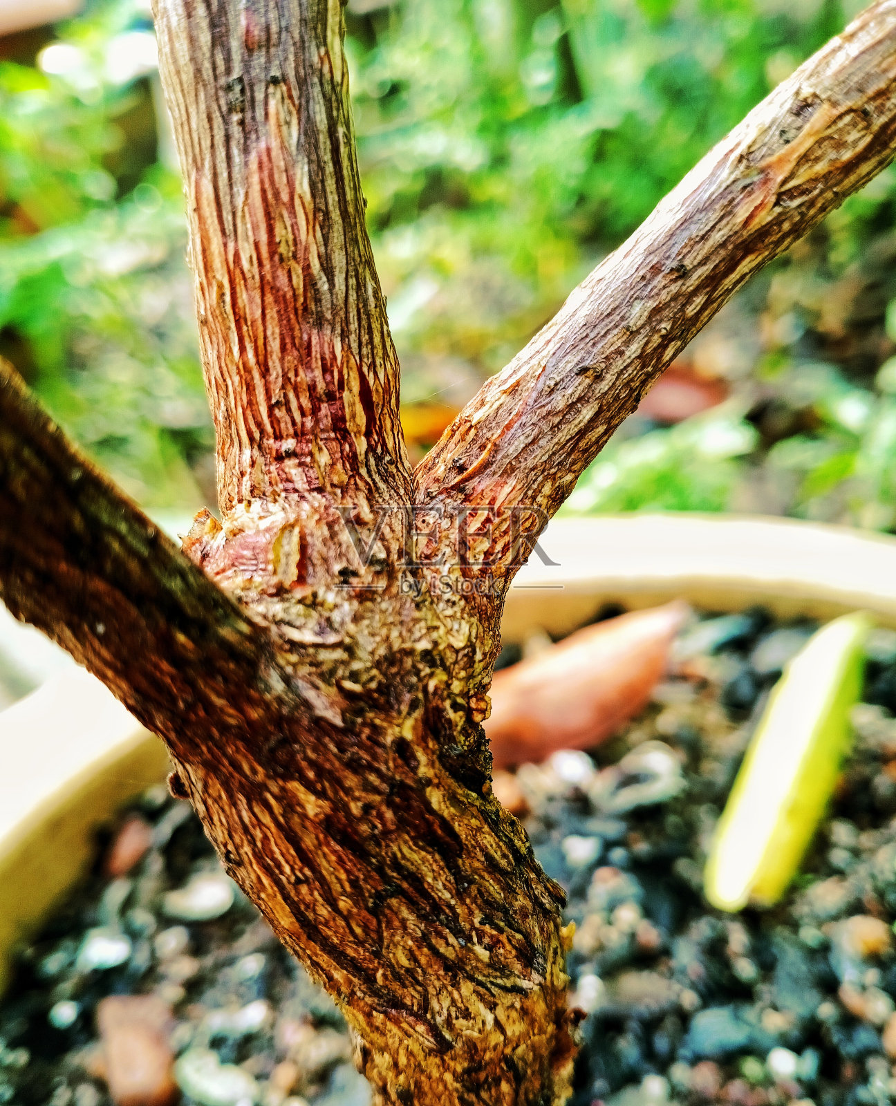 小树干照片摄影图片