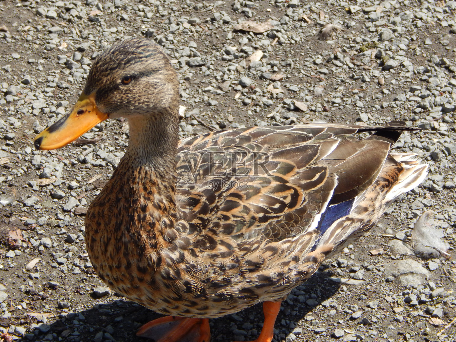 自然保护区的鸭子照片摄影图片