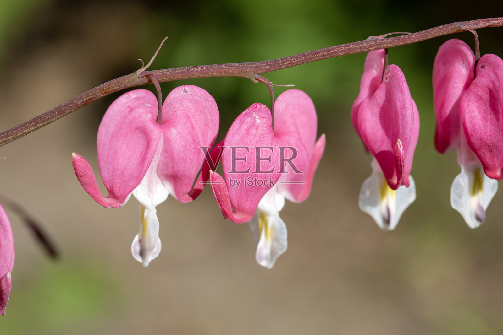 流血的心的花朵特写。照片摄影图片