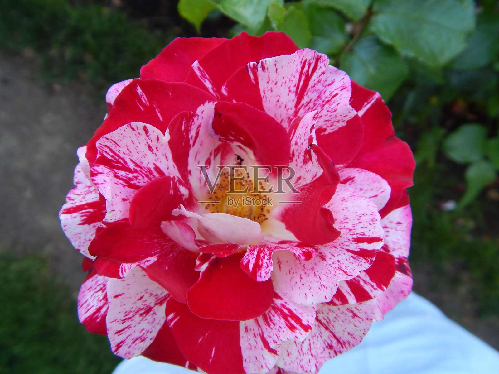 玫瑰和鲜花盛开照片摄影图片