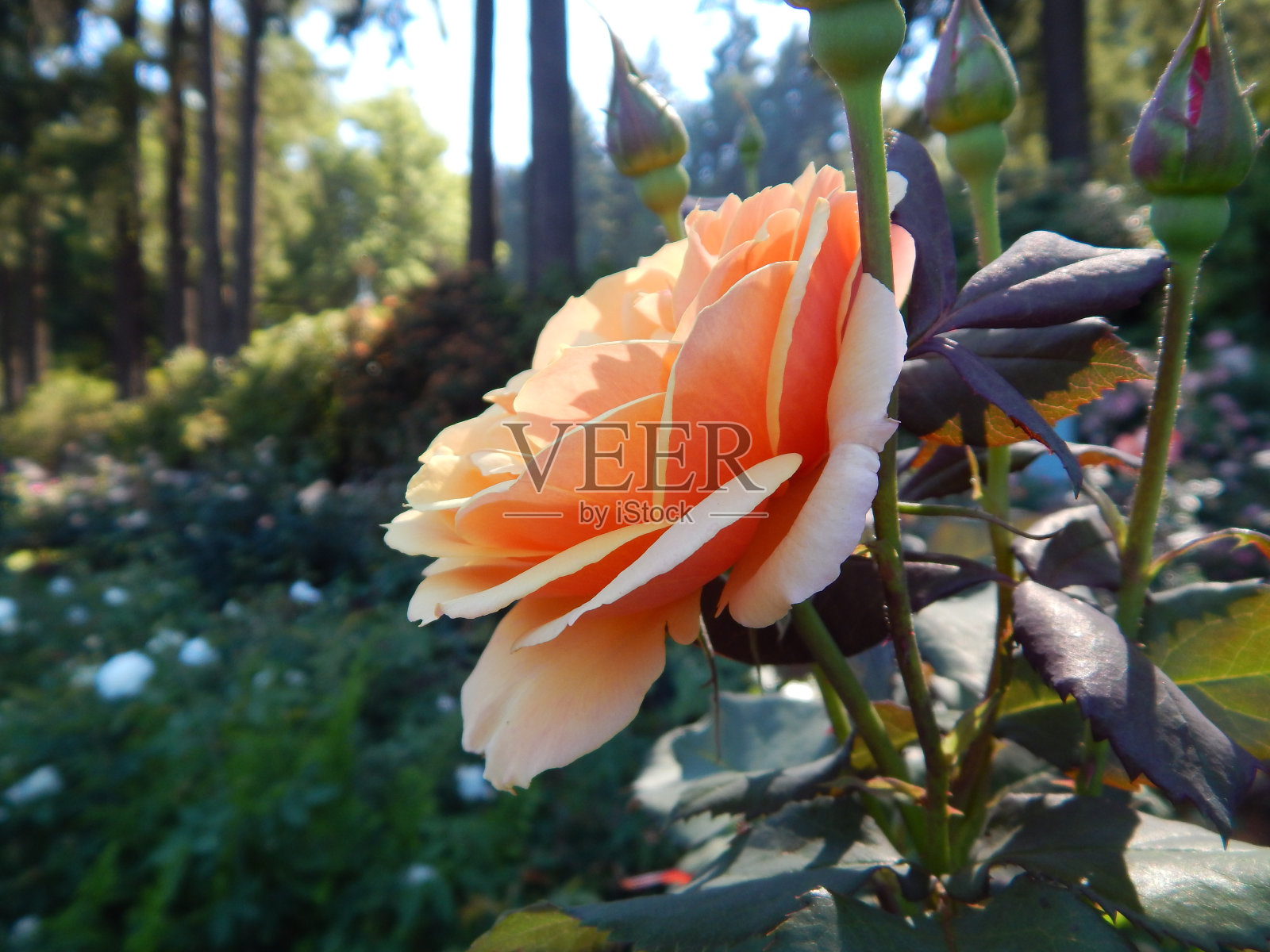 玫瑰和鲜花盛开照片摄影图片