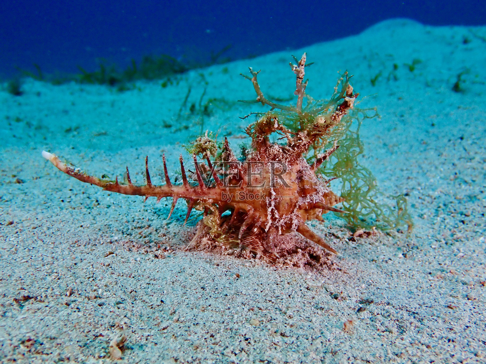 贝壳中的软体动物照片摄影图片