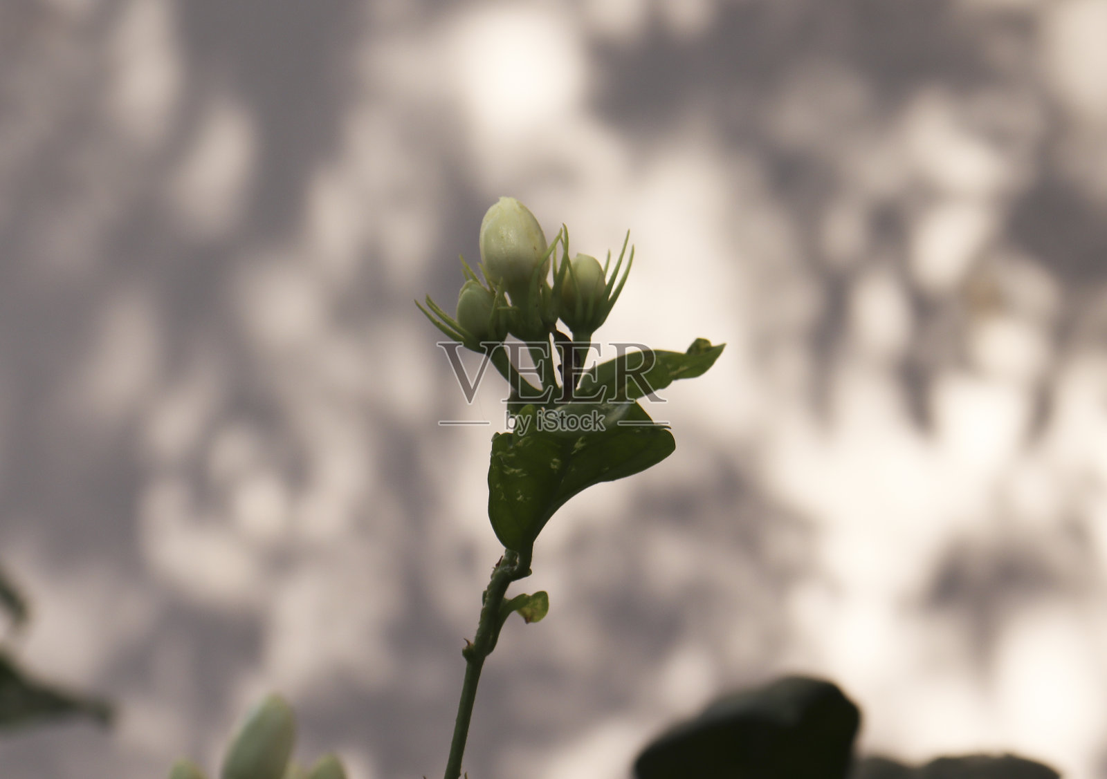茉莉花的花蕾。墙壁背景模糊照片摄影图片