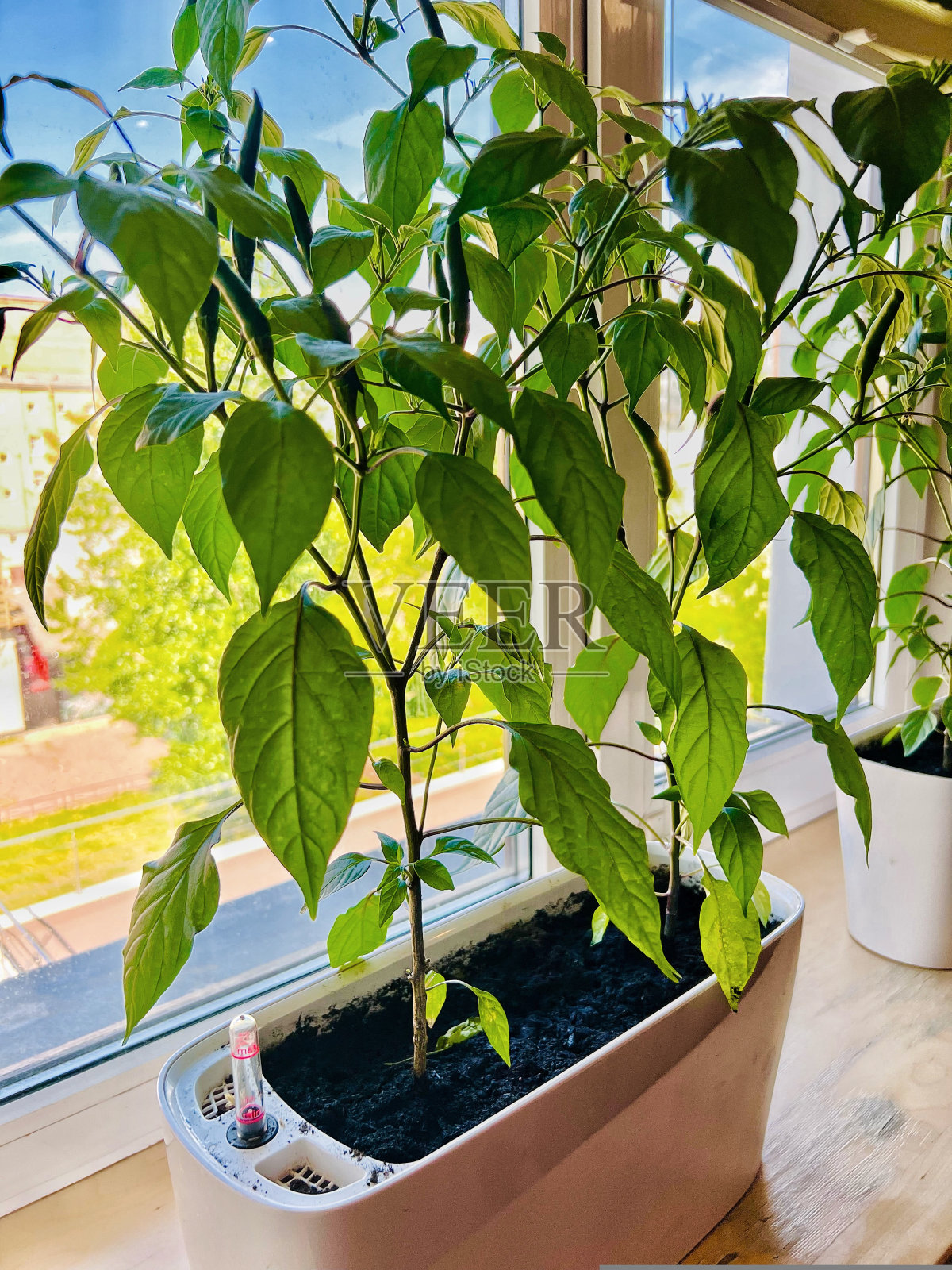 青椒栽在窗台上的小盆里。家庭园艺概念照片摄影图片