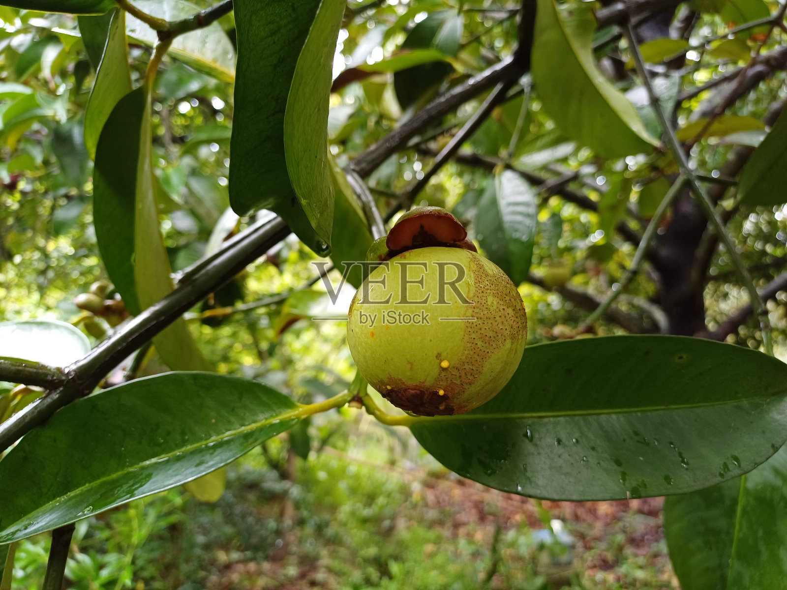 山竹在花园里的树上，准备在越南湄公河三角洲收获照片摄影图片