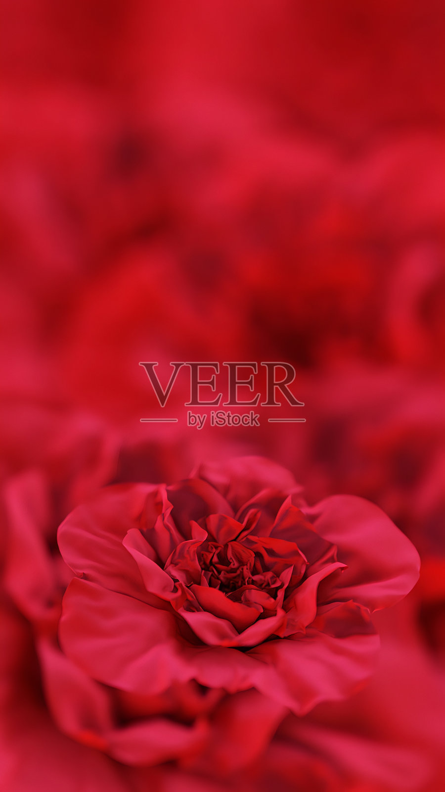 盛开的红花在模糊的背景照片摄影图片