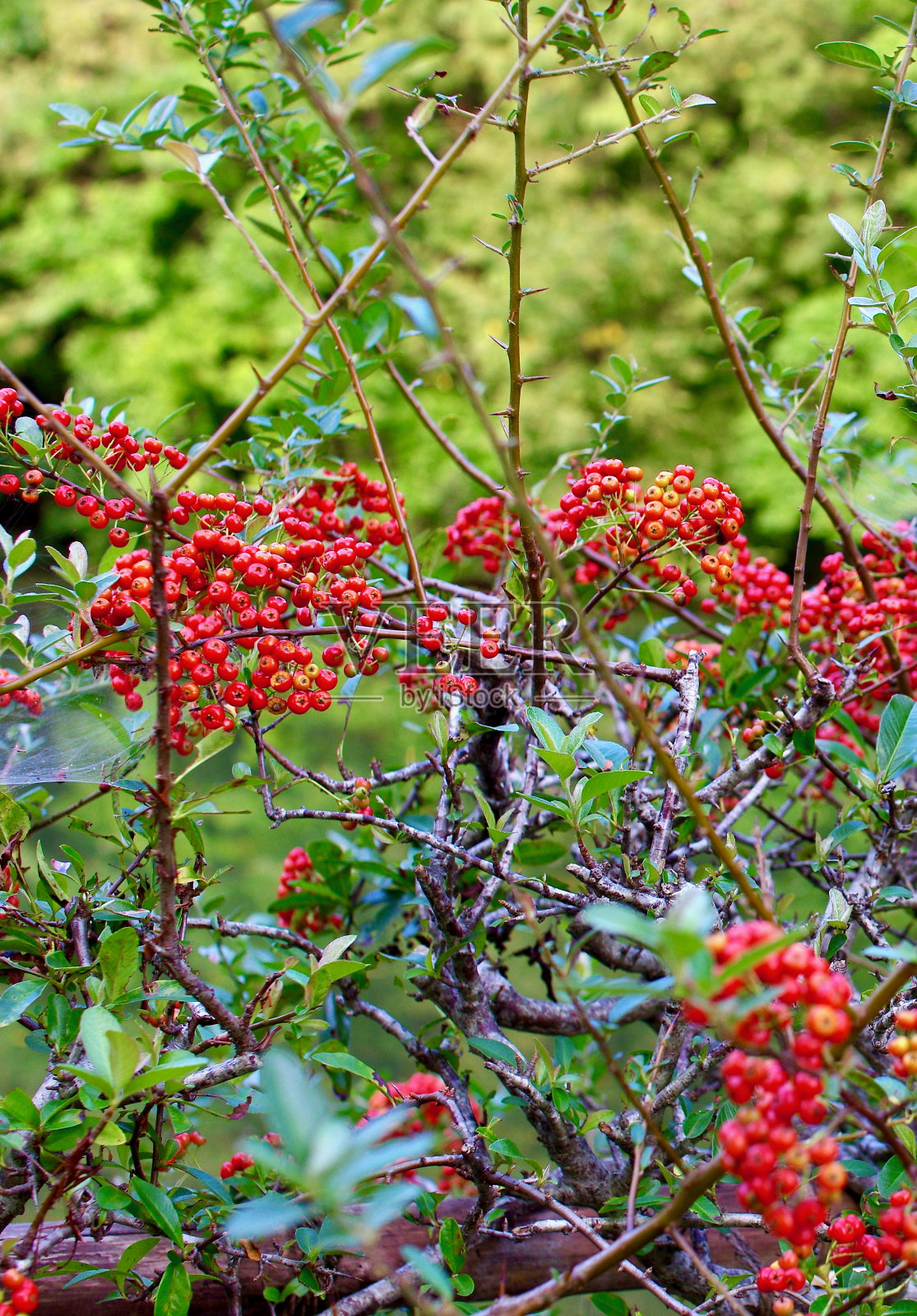 火棘果的红色圆形果实特写。照片摄影图片