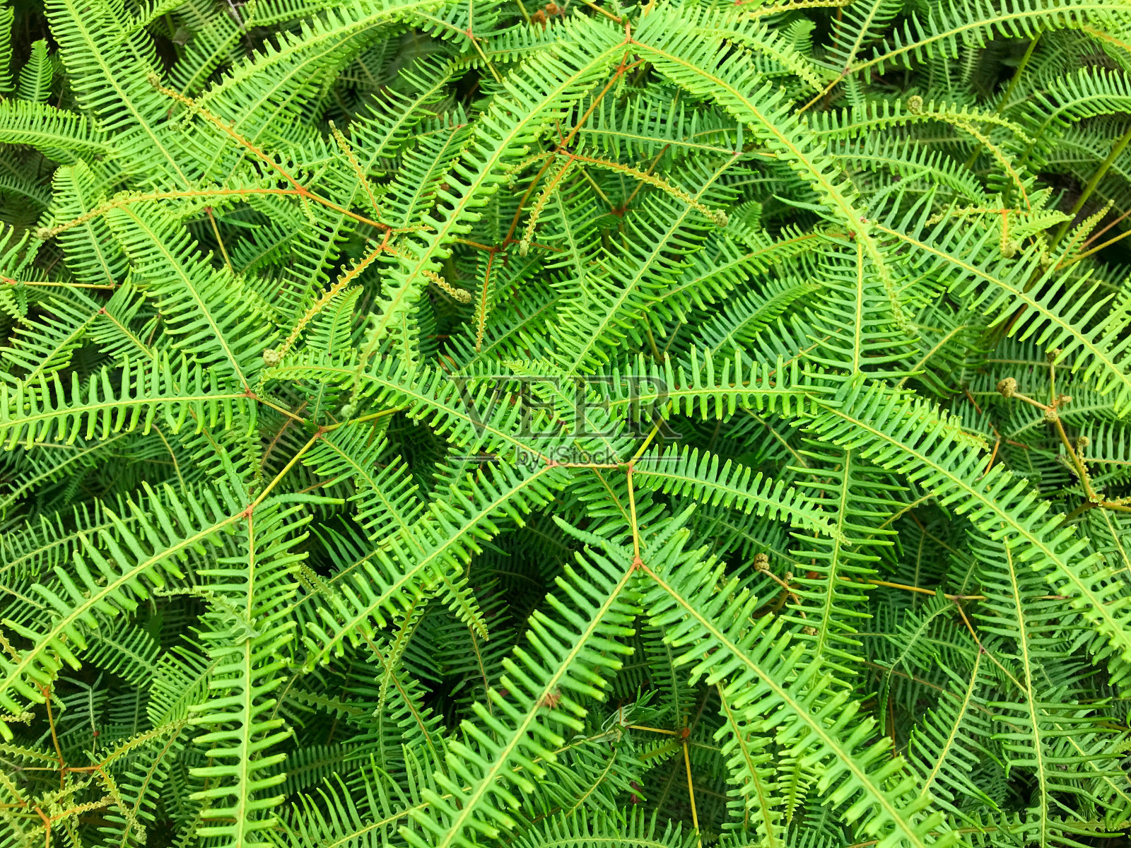 纵翅蝶或双翼蝶照片摄影图片