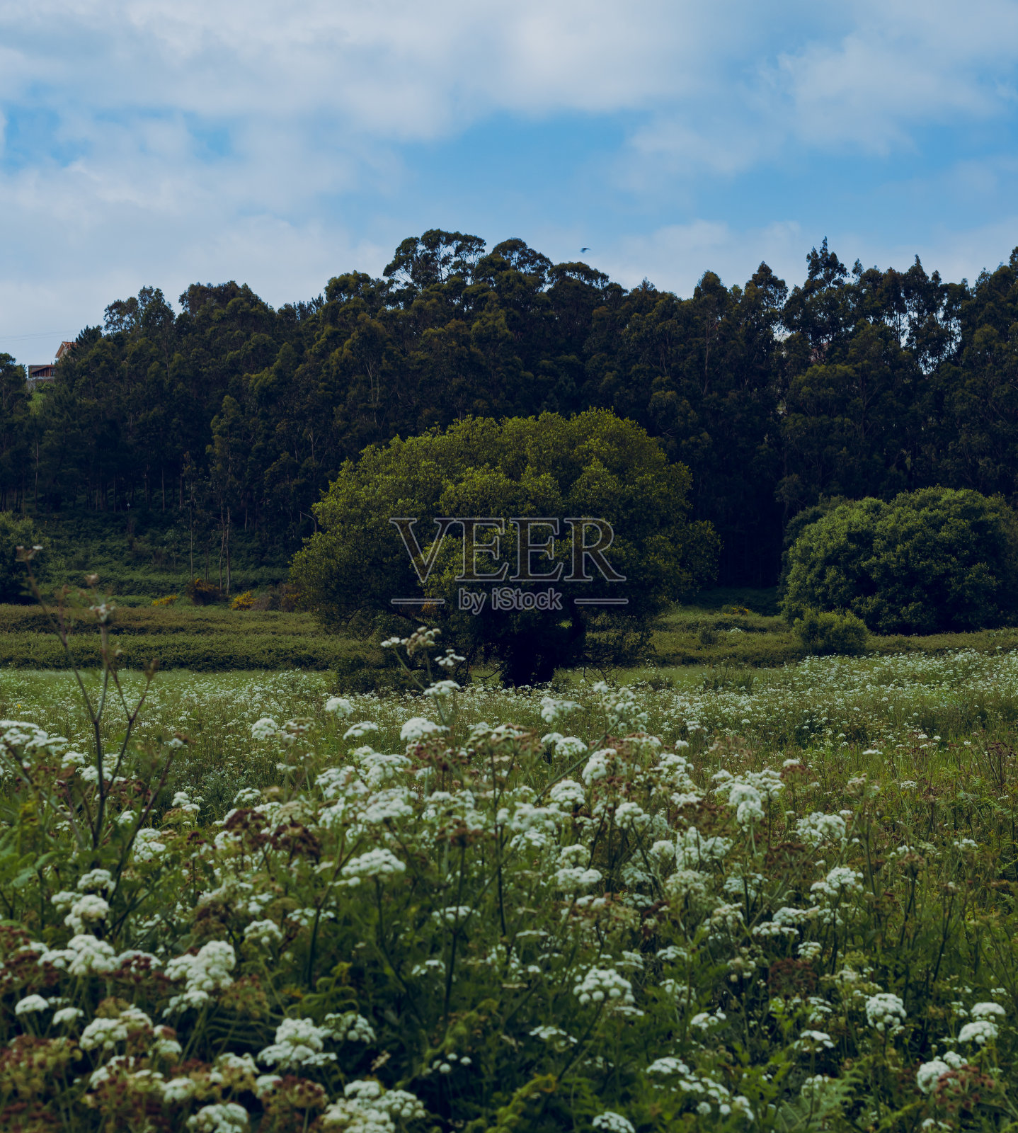 佛照片摄影图片