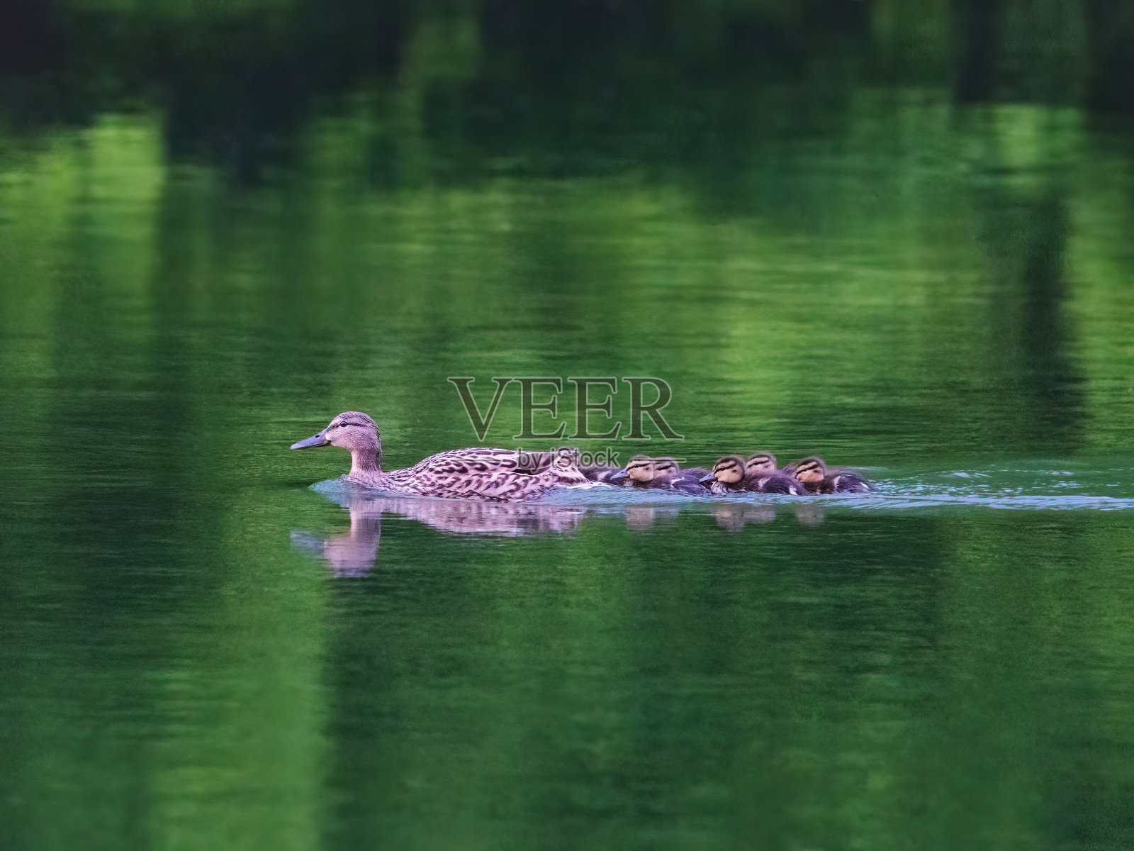 绿头鸭和她的小鸭子照片摄影图片