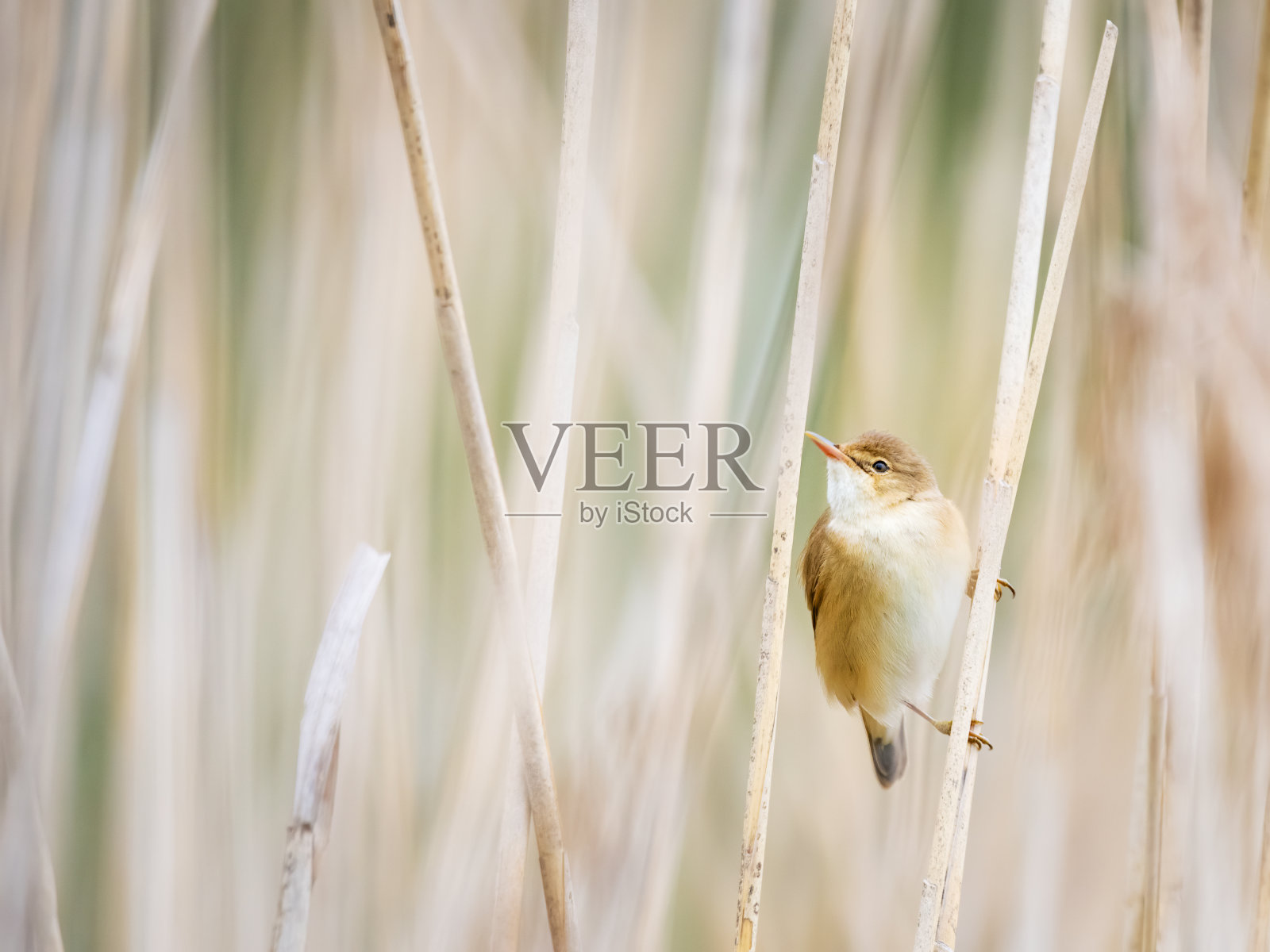 一只莎草莺，Acrocephalus schoenobaenus，栖息在湖边的芦苇上。照片摄影图片