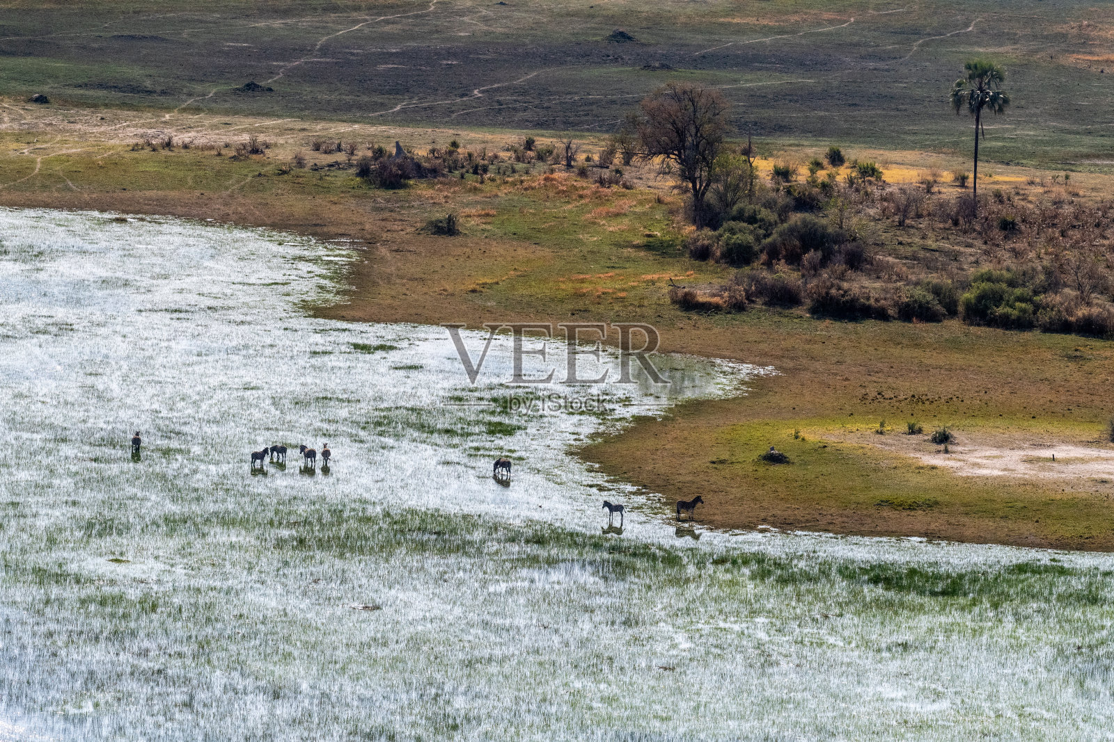 空中拍摄的斑马在奥卡万戈三角洲吃草照片摄影图片