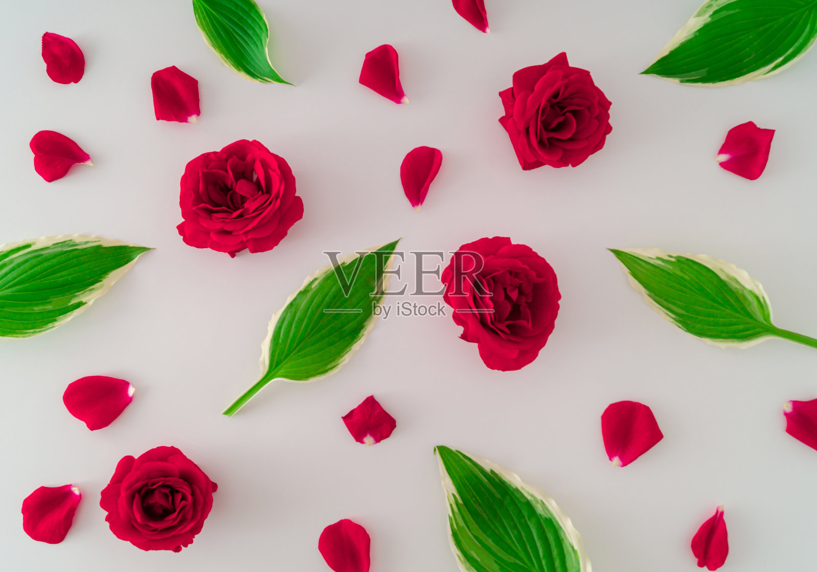白色背景上的红玫瑰和树叶的创意图案。花的审美。最小平面概念。照片摄影图片