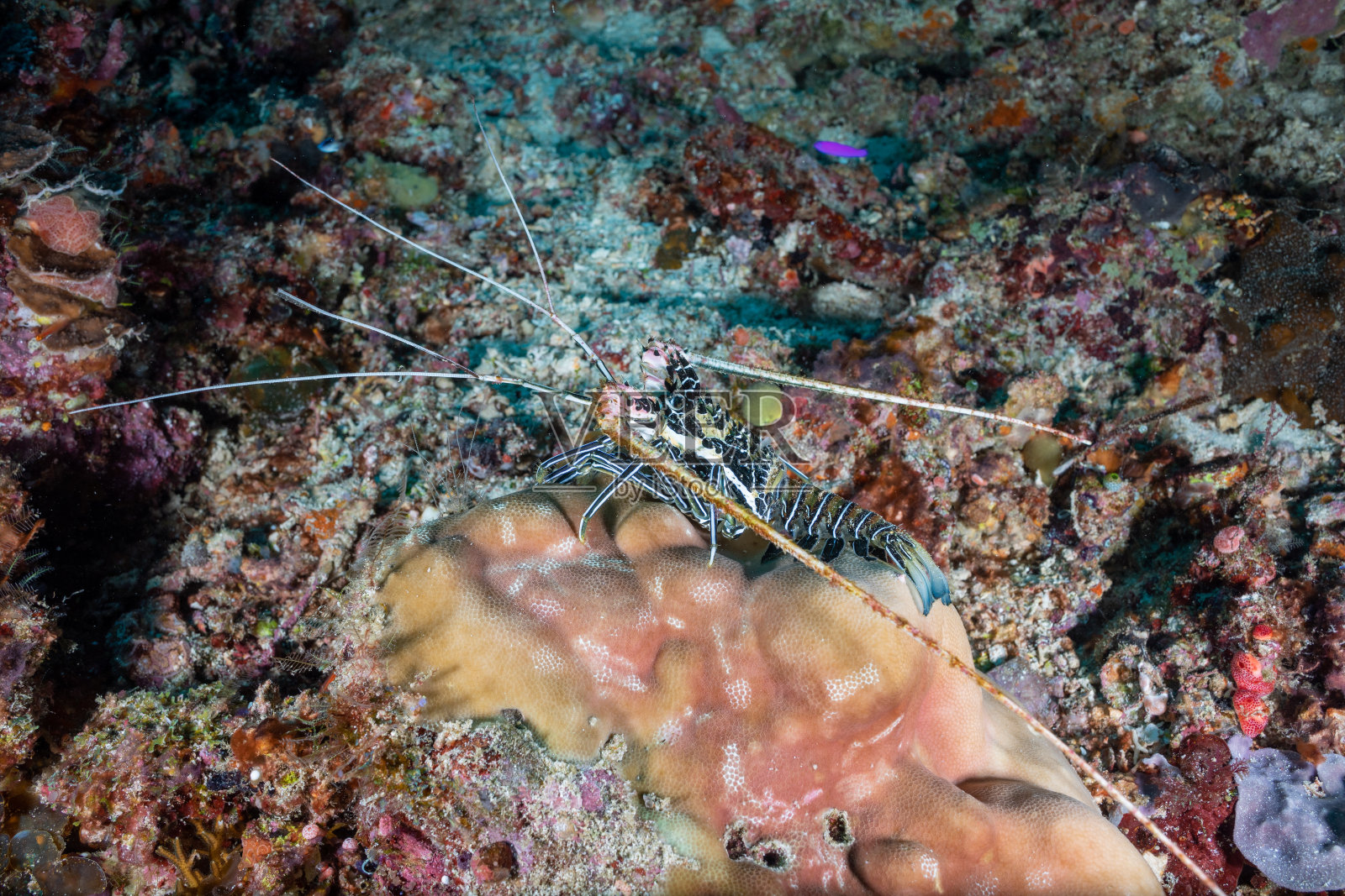 热带龙虾的全景图照片摄影图片