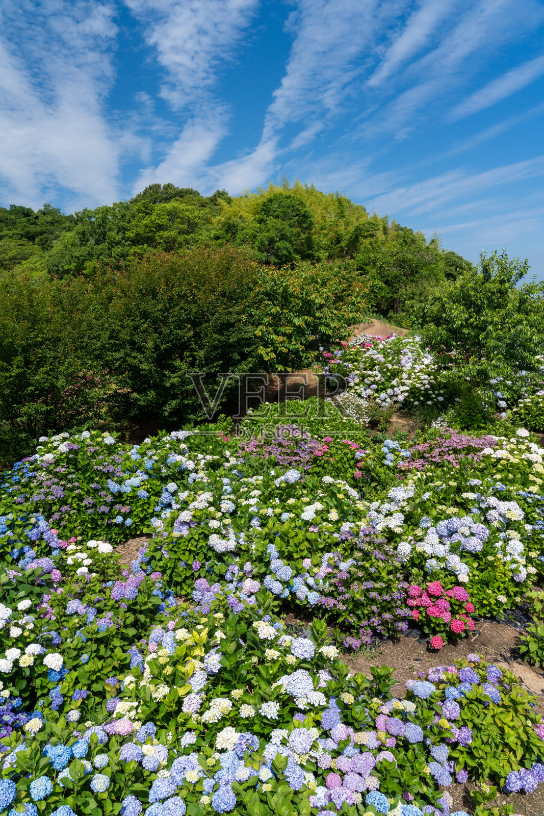 位于日本香川县三代市竹间町石岛的一个旅游胜地花园照片摄影图片