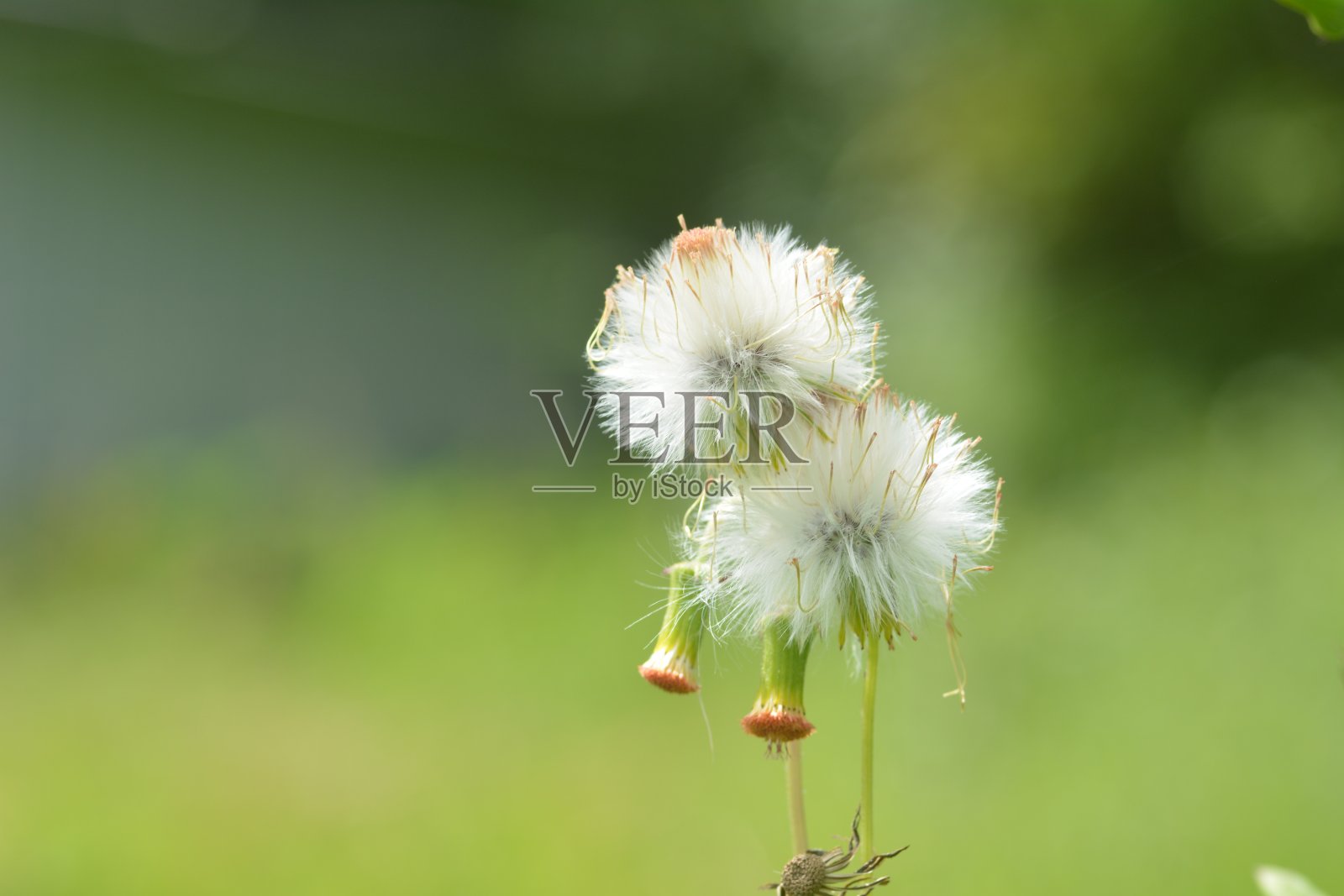 强花植物(Crassocephalum crepidioides)照片摄影图片