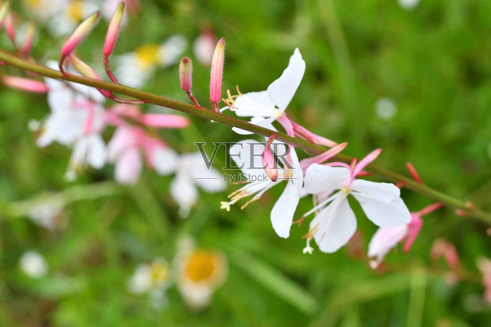 美丽盛开的高拉花照片摄影图片