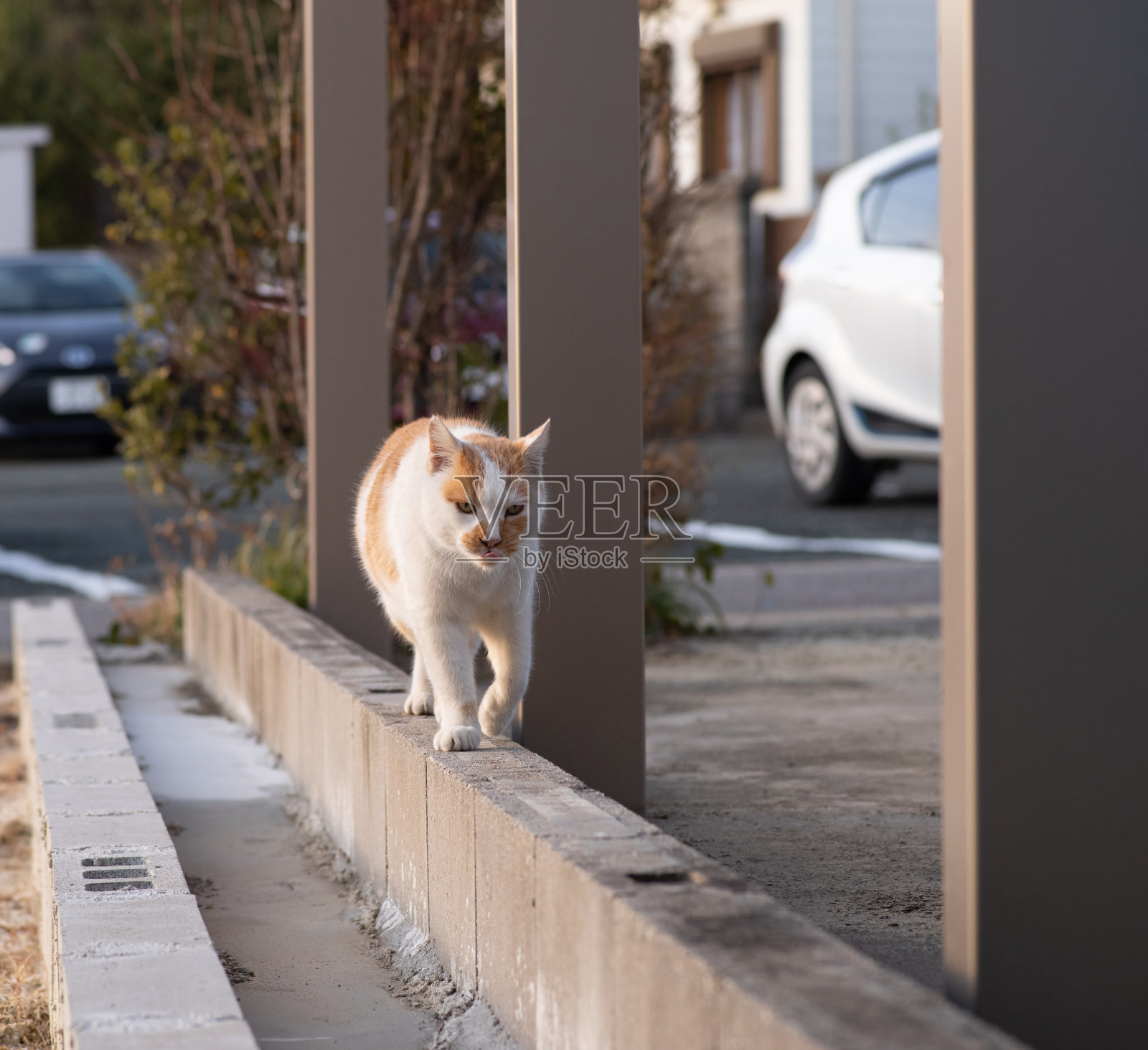 走猫照片摄影图片