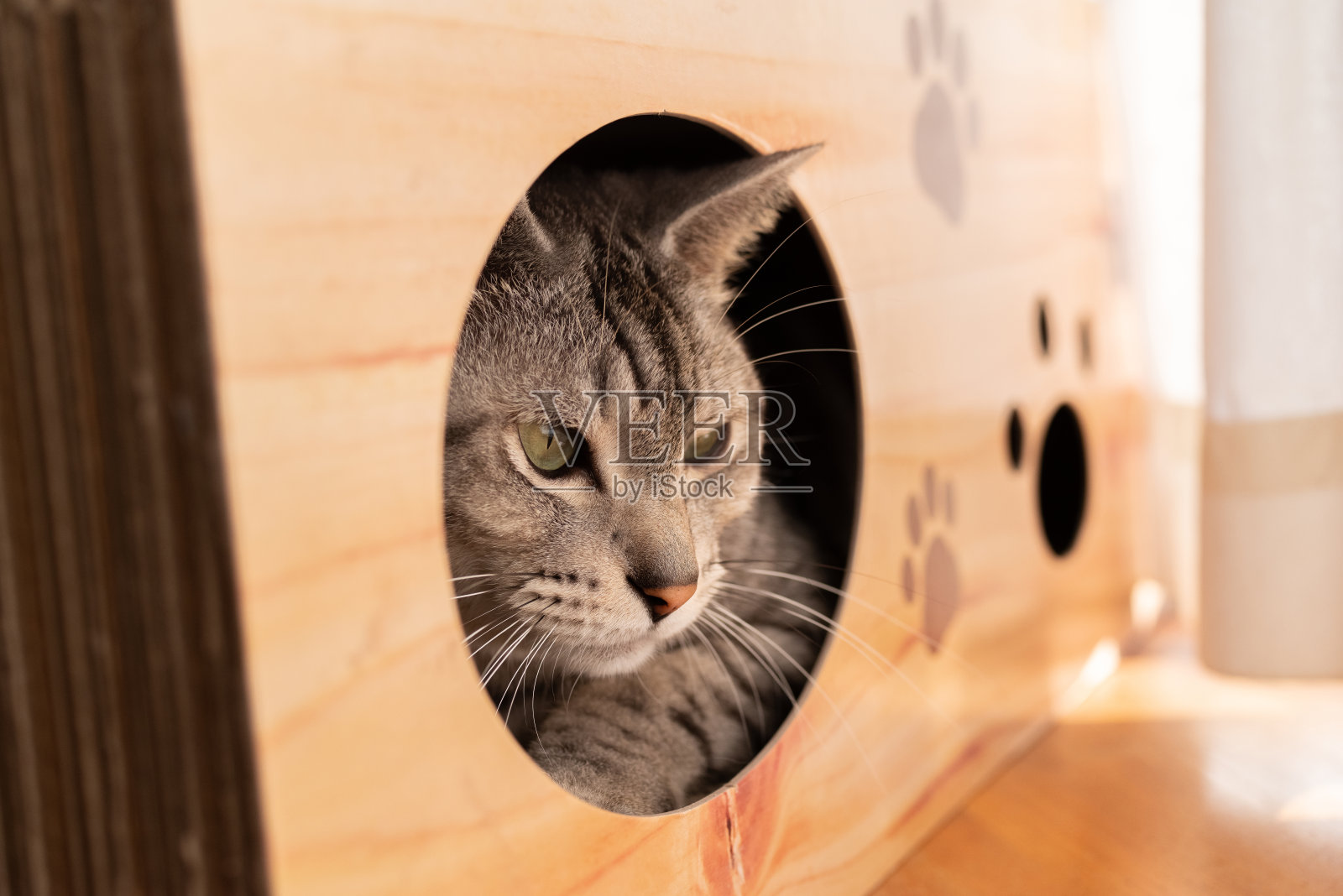 猫在盒子里放松照片摄影图片