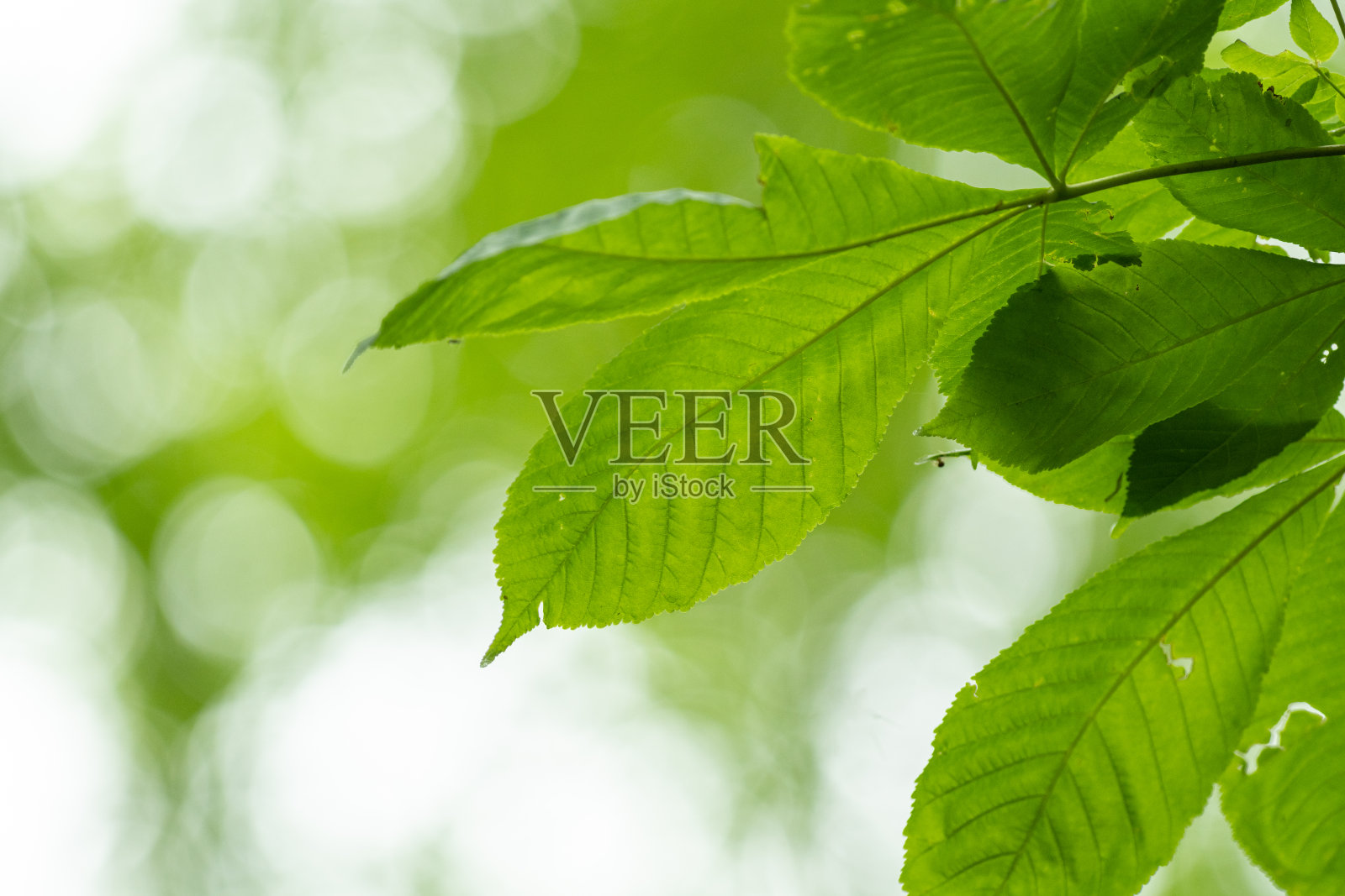 美丽清新的绿色照片摄影图片