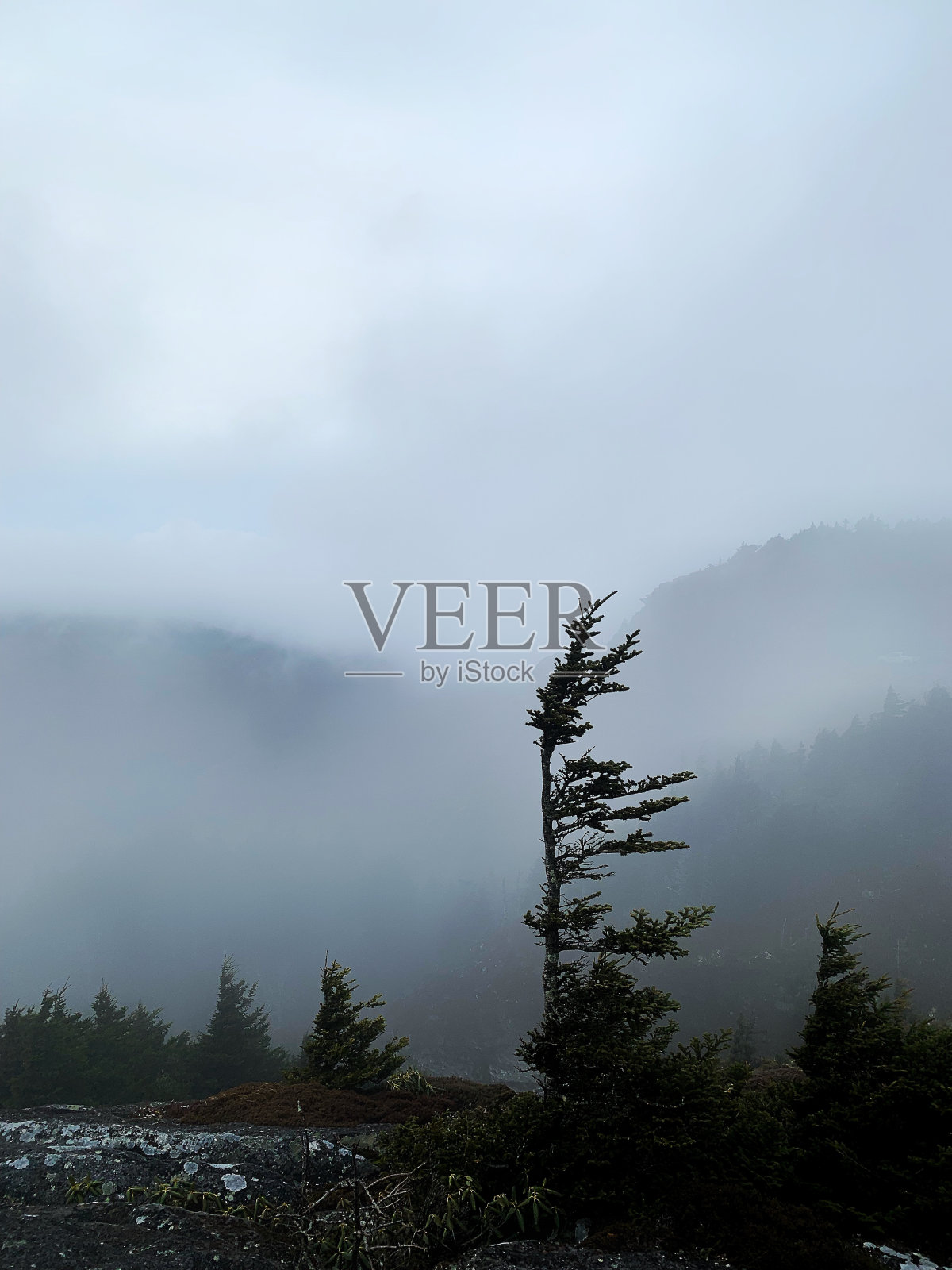 云和山间常青照片摄影图片