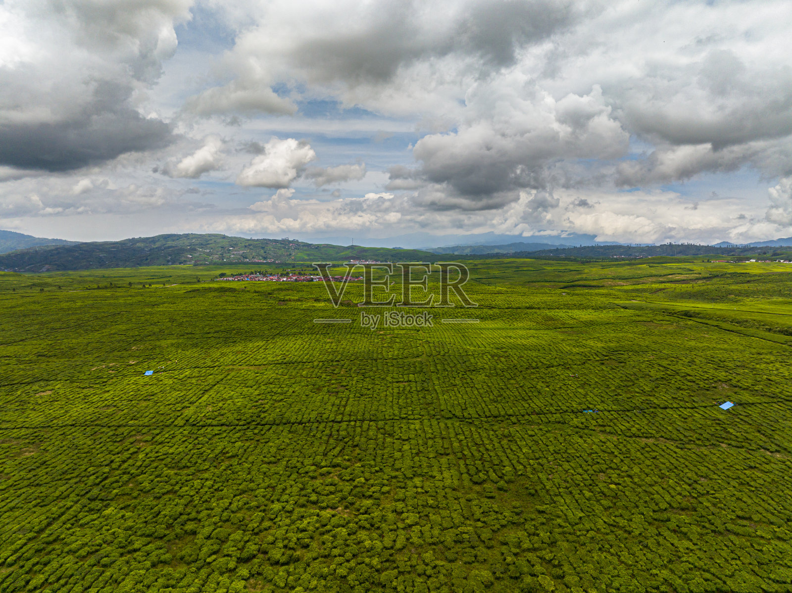 高地上的茶园。Kayu Aro，苏门答腊岛，印度尼西亚。照片摄影图片