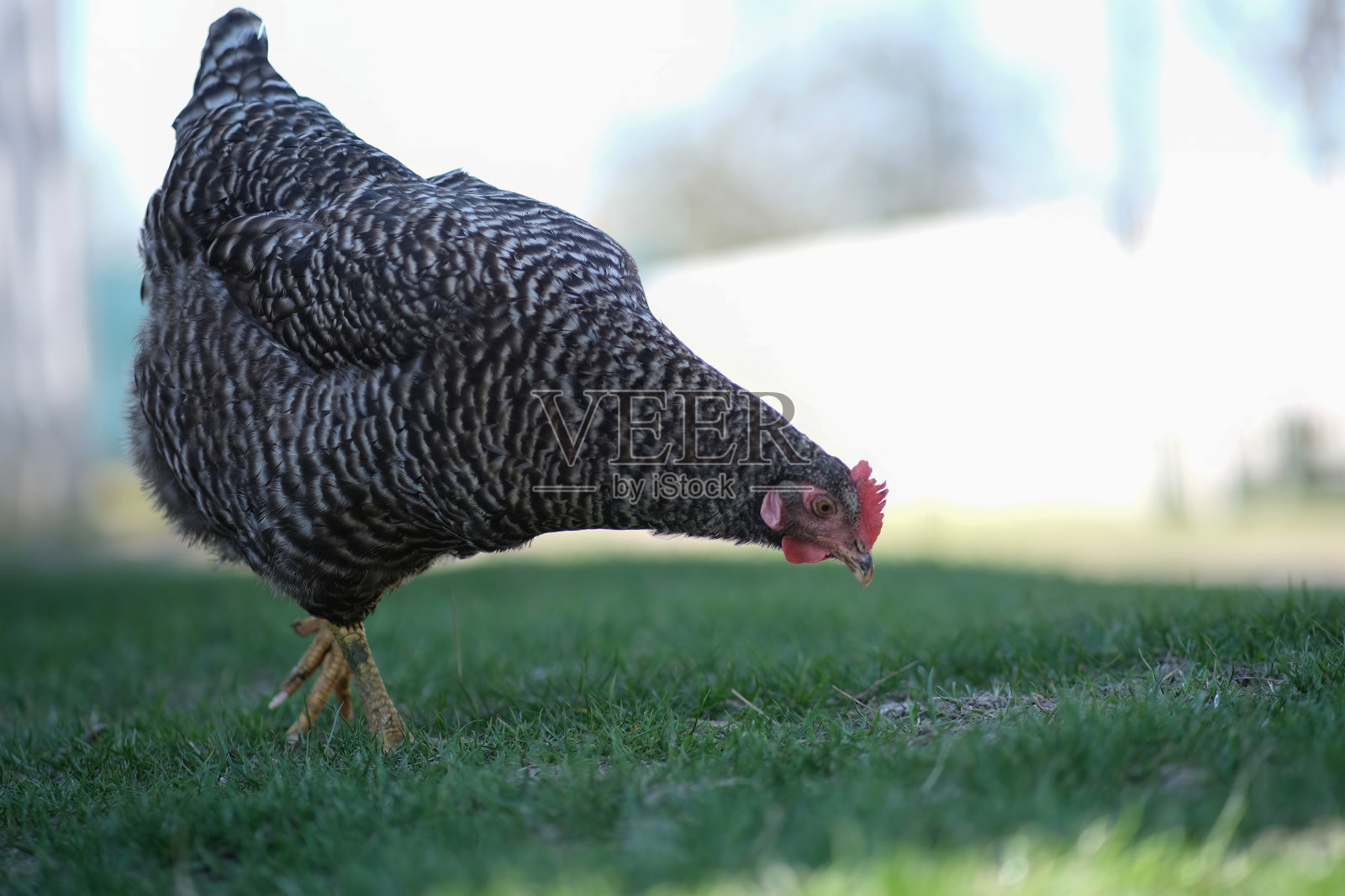 院子里有斑点鸡。草地上的灰色小鸡。国内的鸟。照片摄影图片