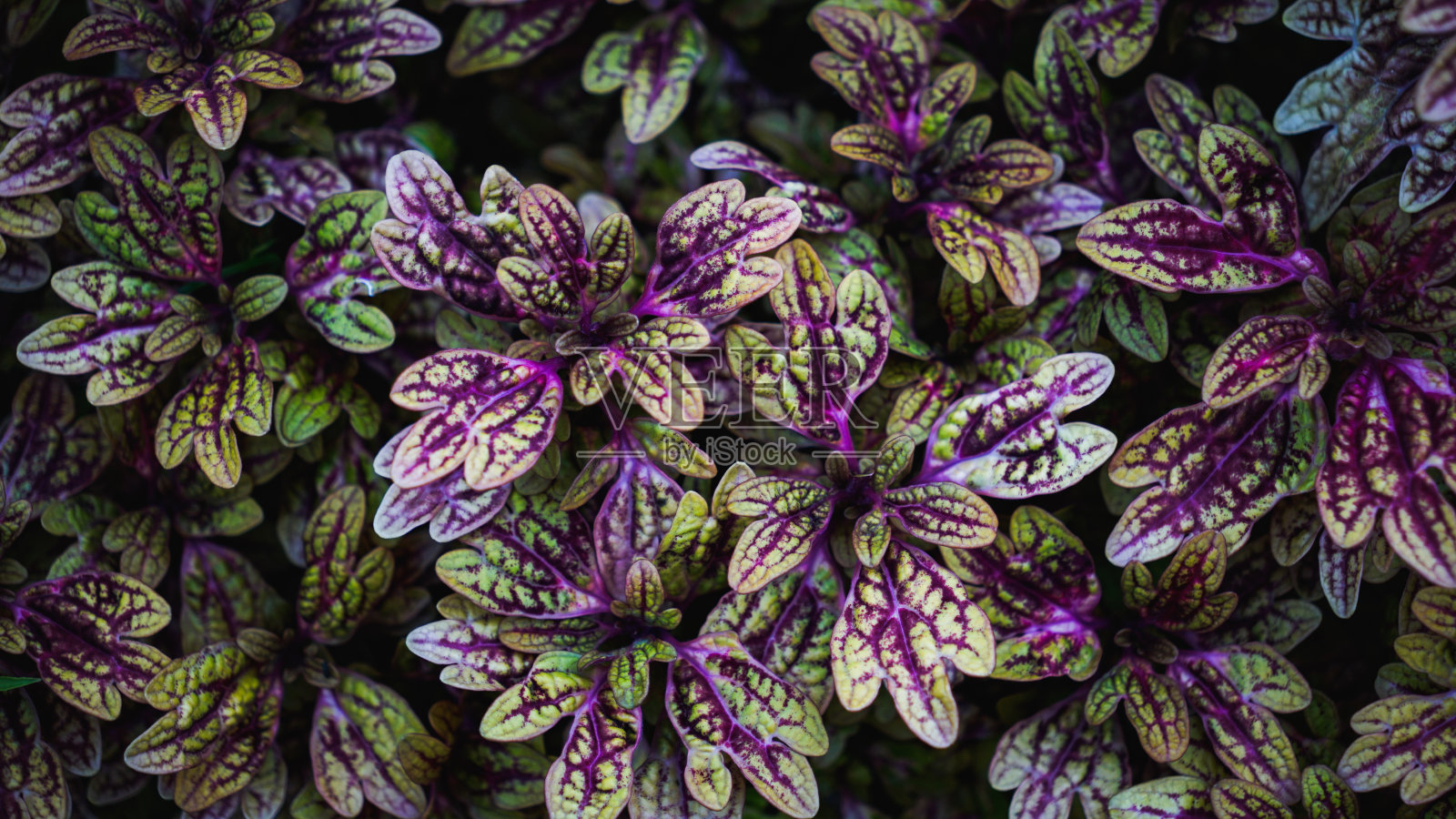 紫色的叶子背景。照片摄影图片