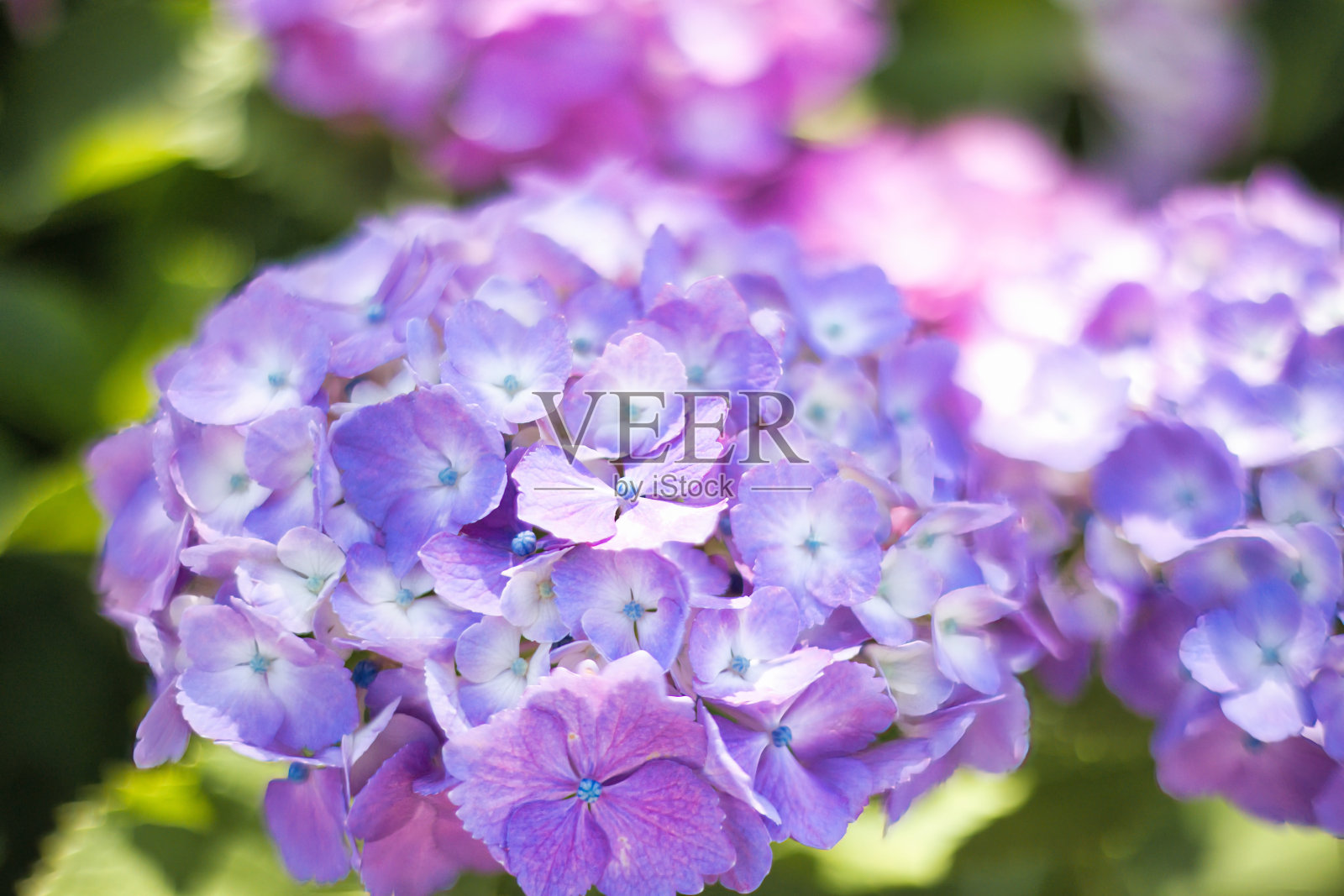 六月初夏的雨季，绣球花温柔美丽地绽放照片摄影图片