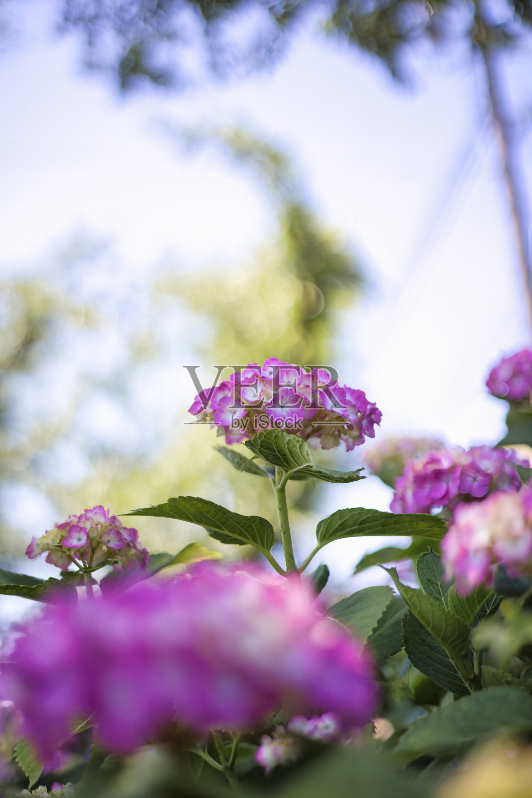 六月初夏的雨季，绣球花温柔美丽地绽放照片摄影图片