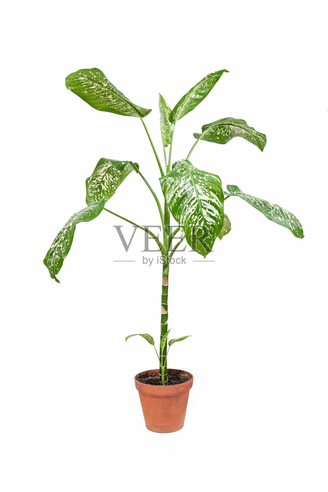 dieffenbacachia植物，室内盆栽植物照片摄影图片